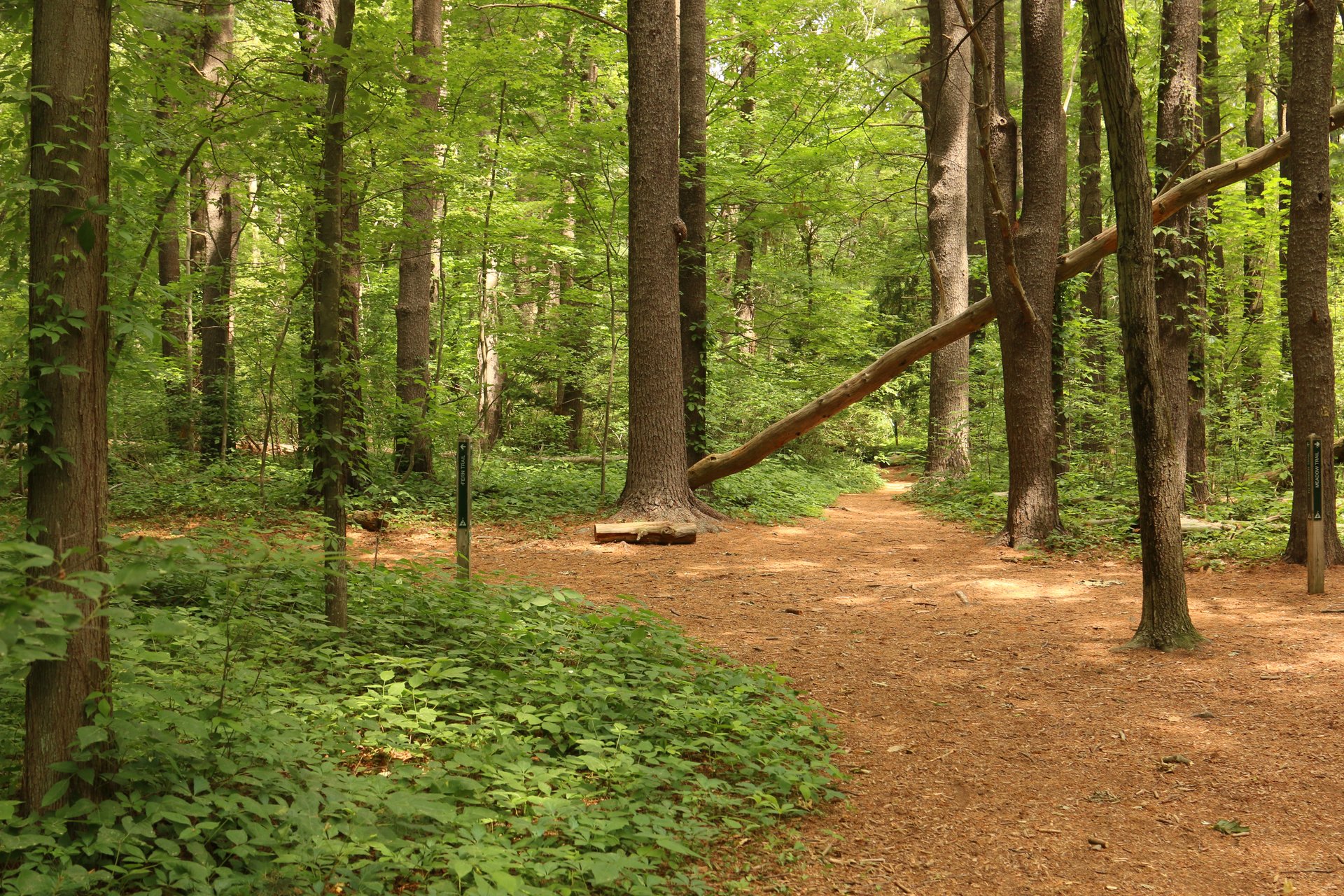 A trail curving to the left in a dense forest. Small green plants cover the edges of the trail and forest floor.
