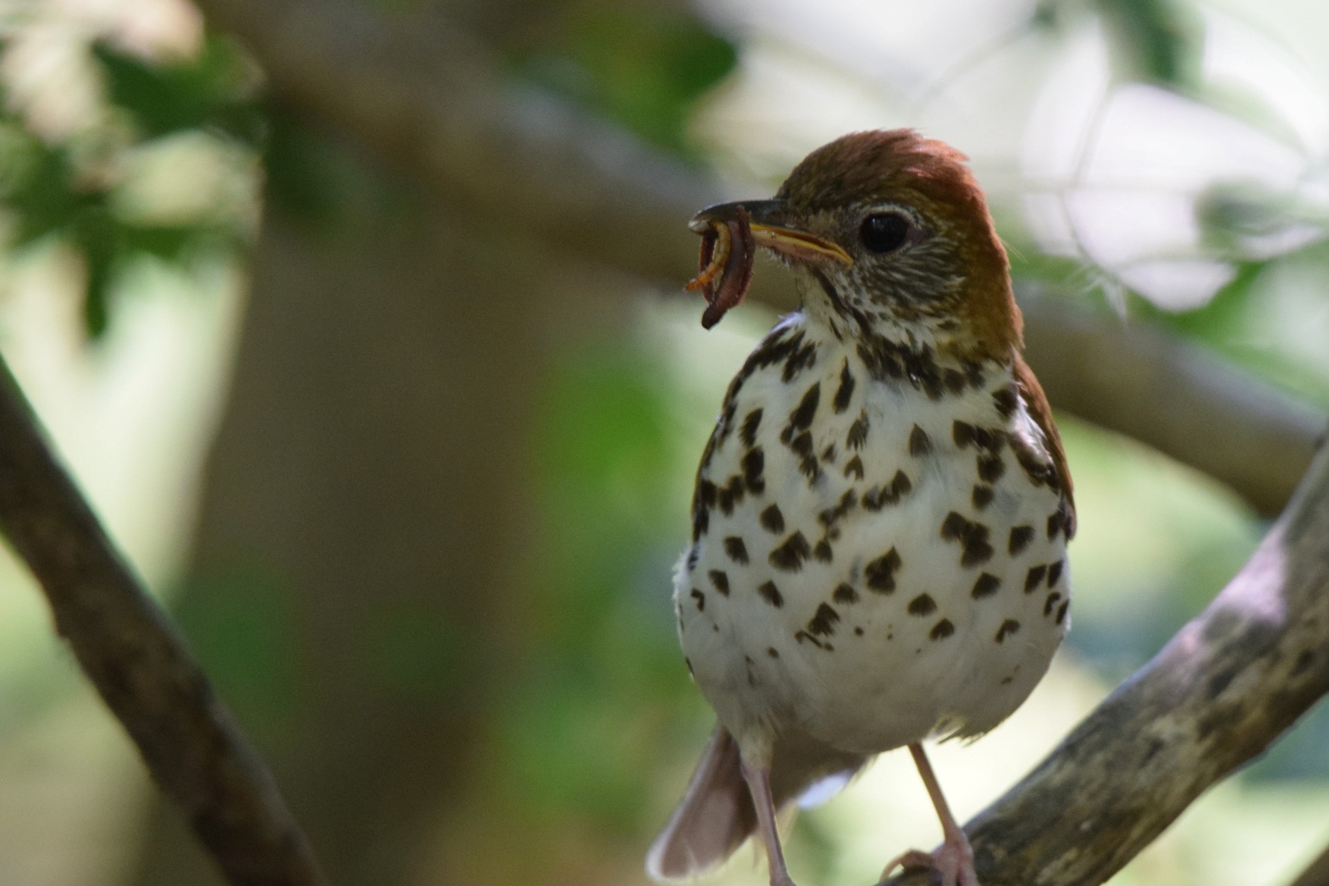 Wood thrush with big in mouth