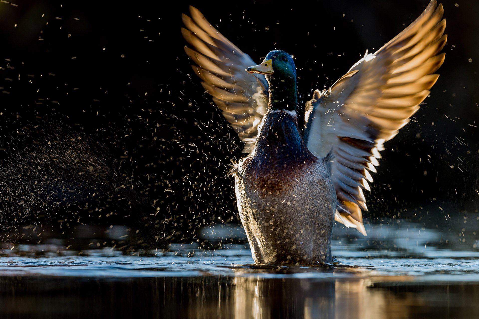 Mallard splashing in water