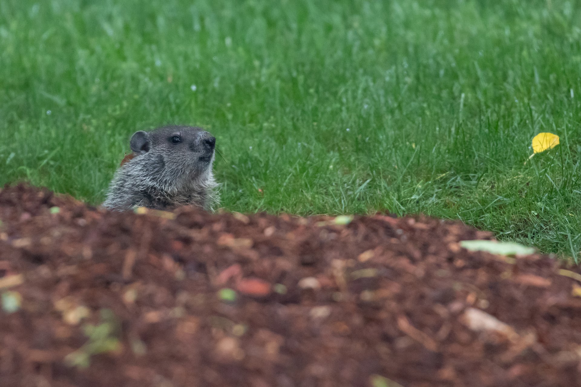 Groundhog sticking head out of the ground.