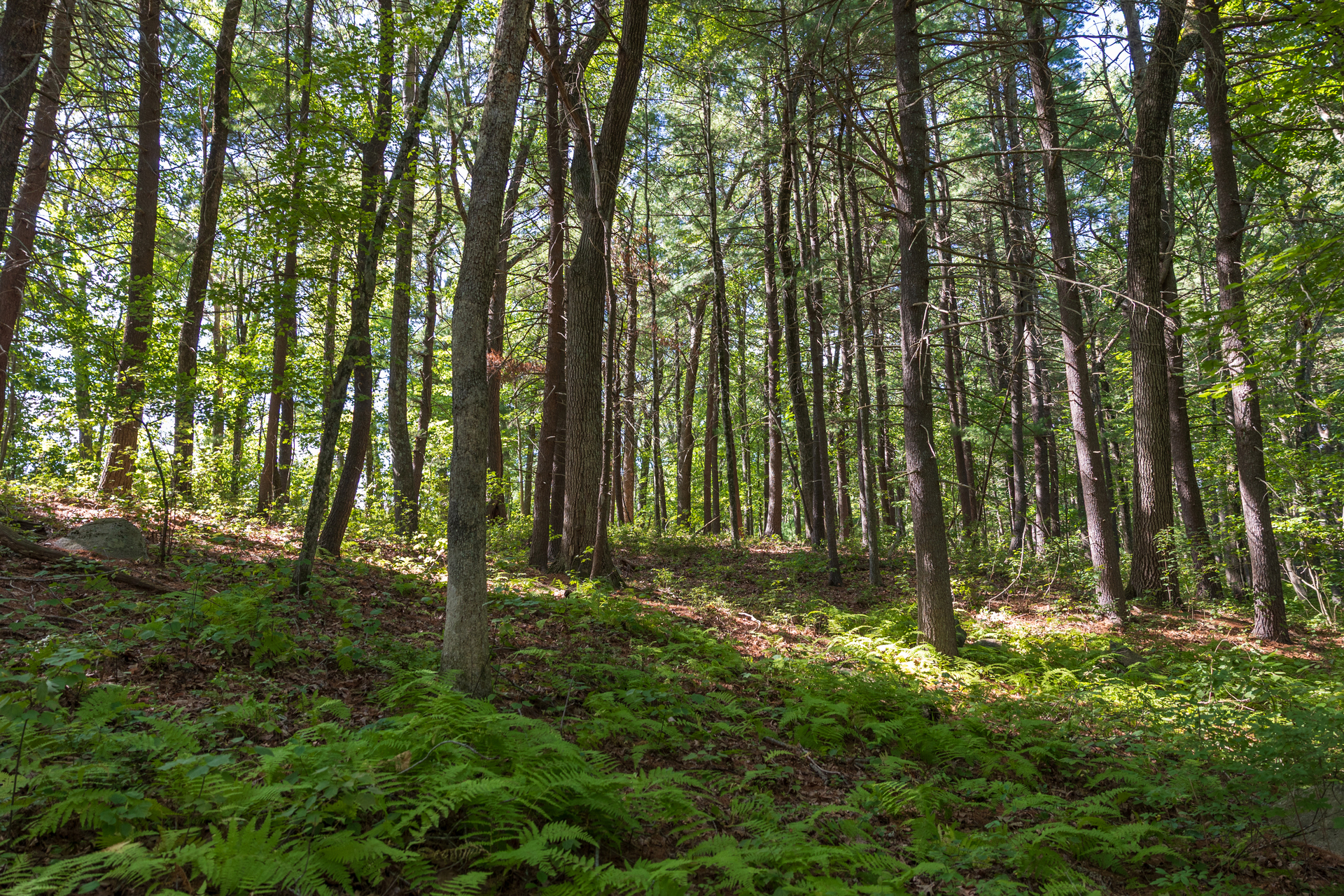 forest with ferns covering ground
