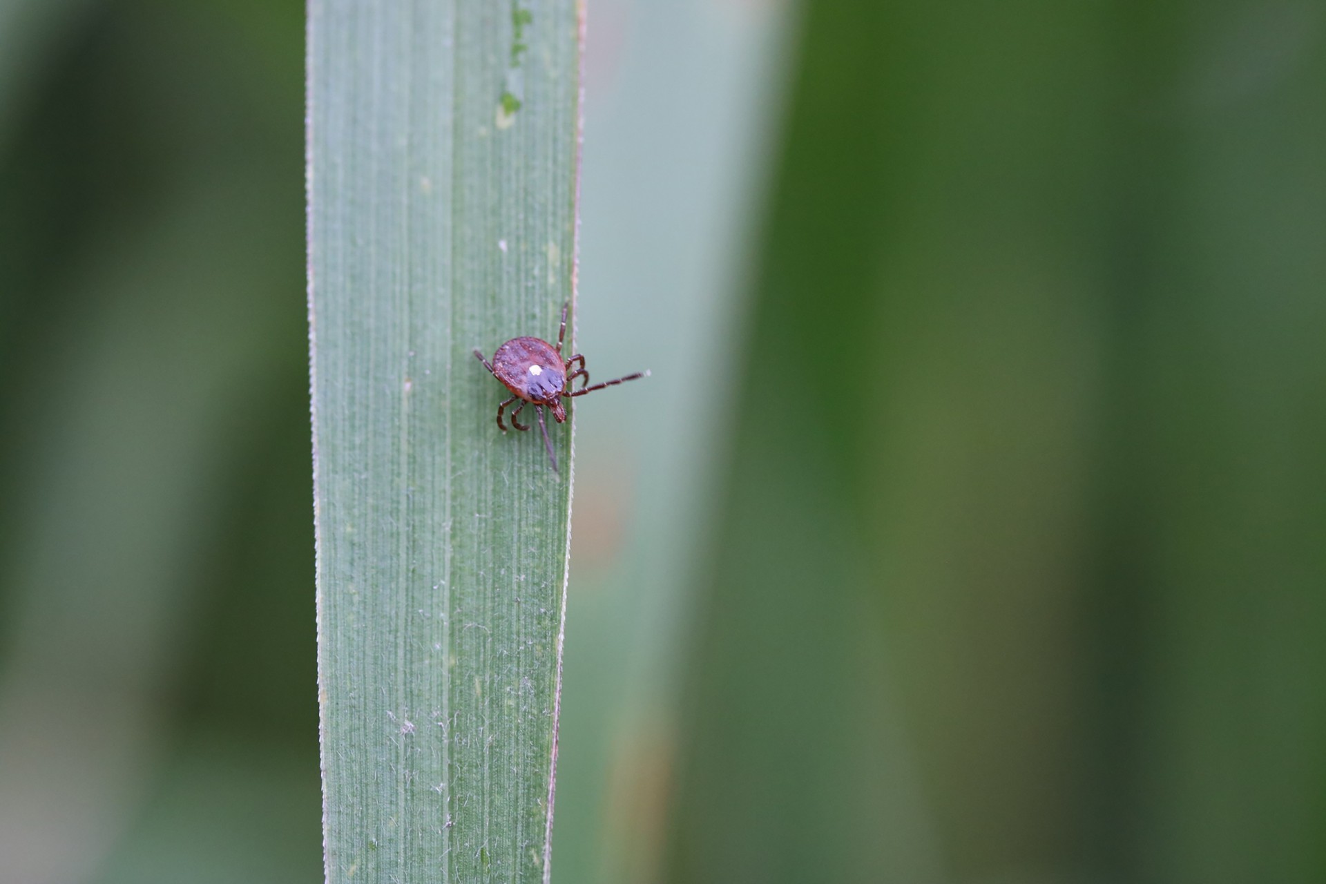 tick on grass