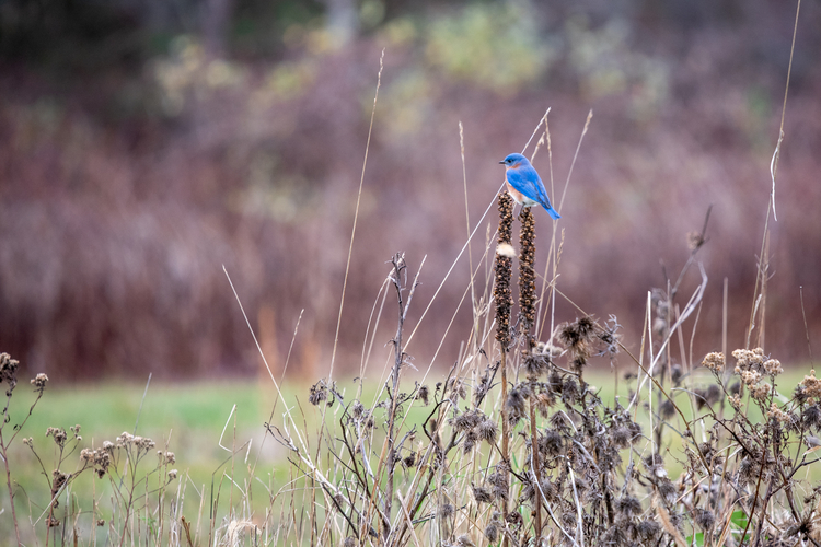A vibrant blue Eastern Bluebird stands on top of a stick in a dying patch of vegetation.