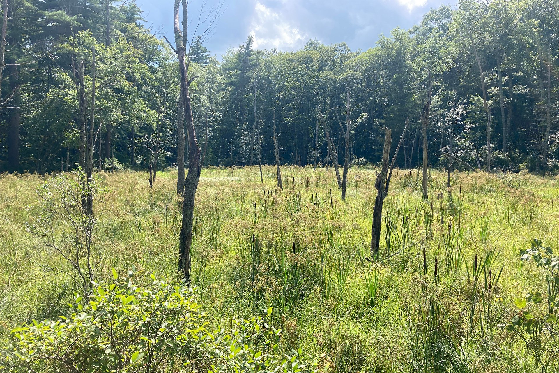 meadow with dead trees