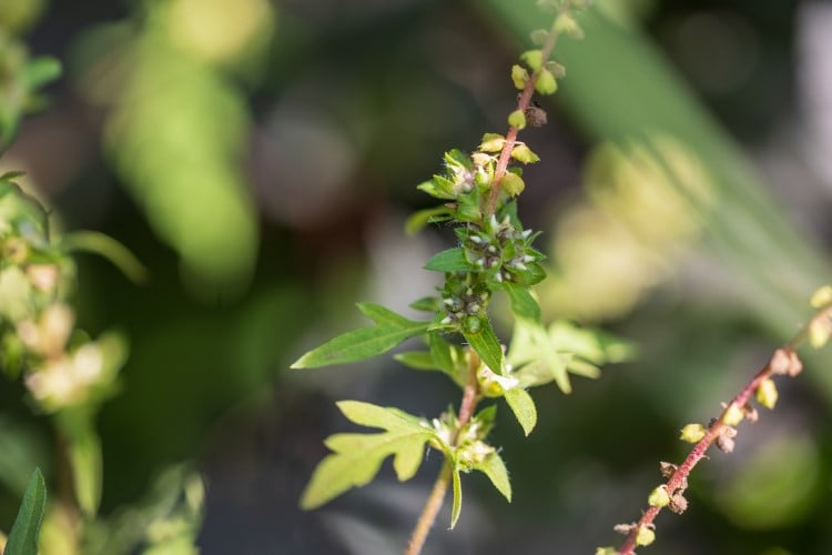 Close up of ragweed branch