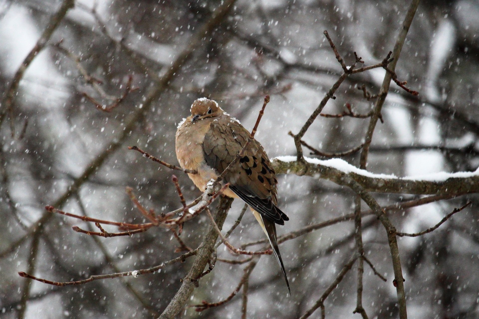 A Mourning Dove huddles on a branch amid snowfall.