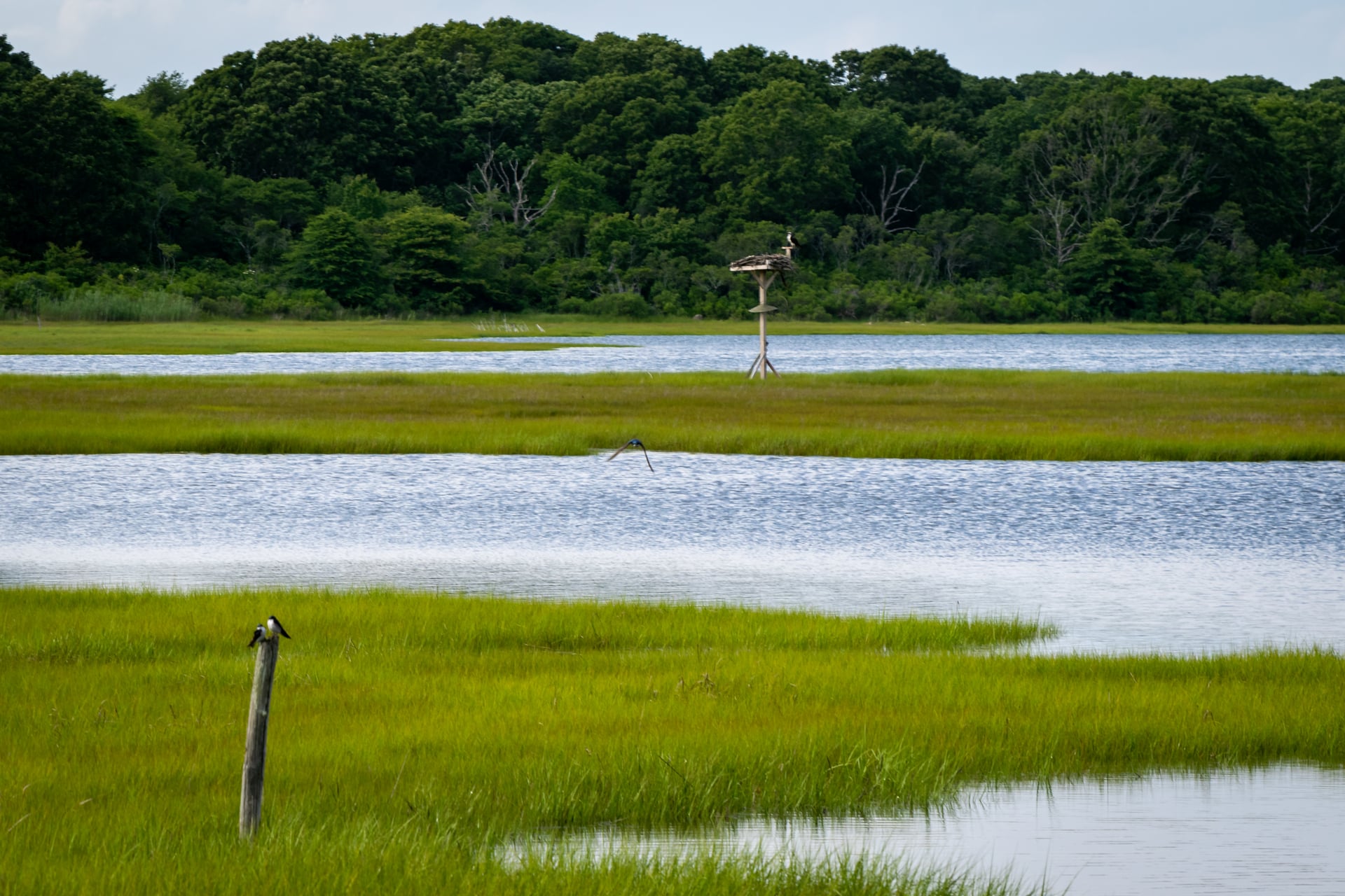 Nesting platform in a marsh, in the middle distance
