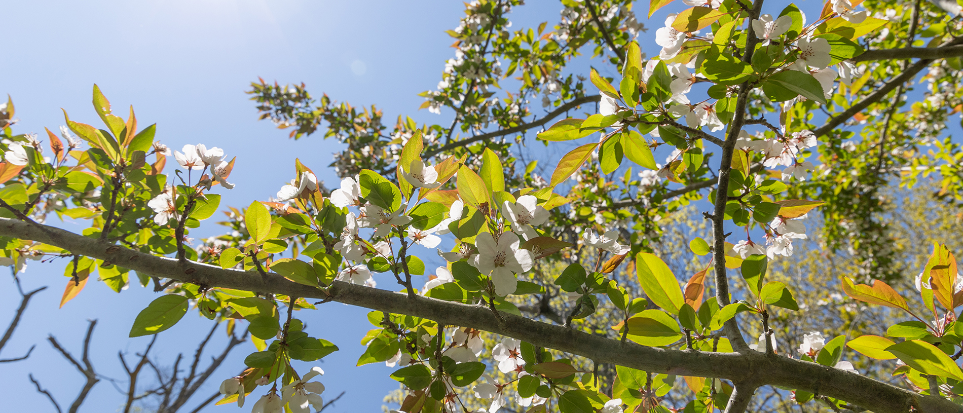 Tree budding with flowers and leaves