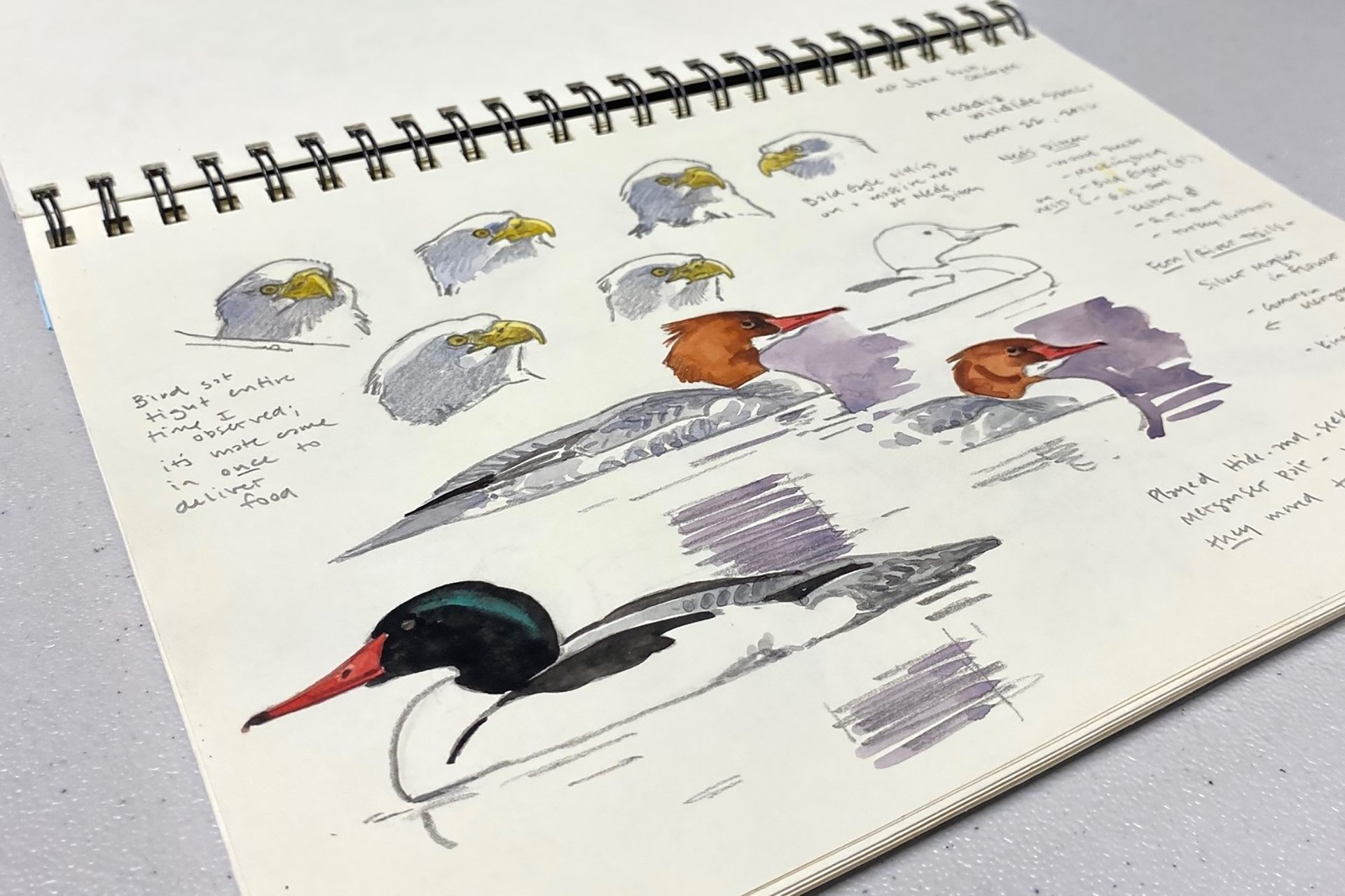 Page of a sketchbook depicting studies of bald eagles and ducks
