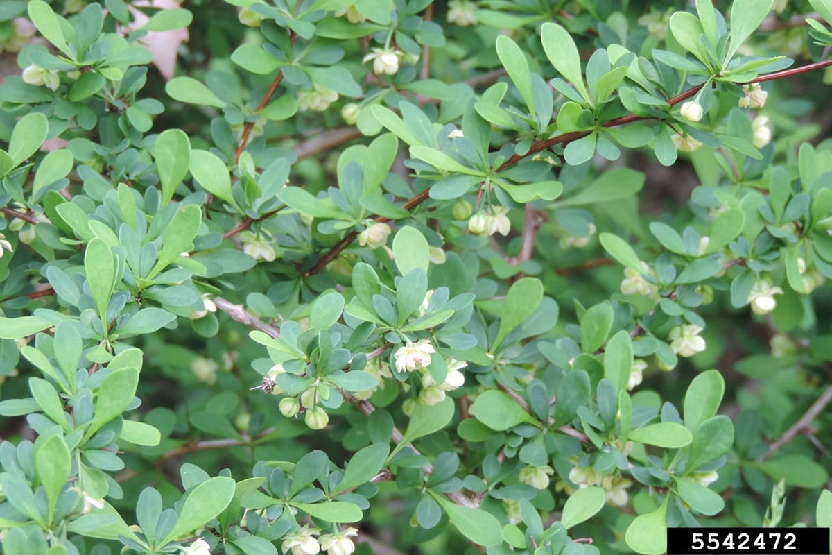 Japanese Barberry white flowers