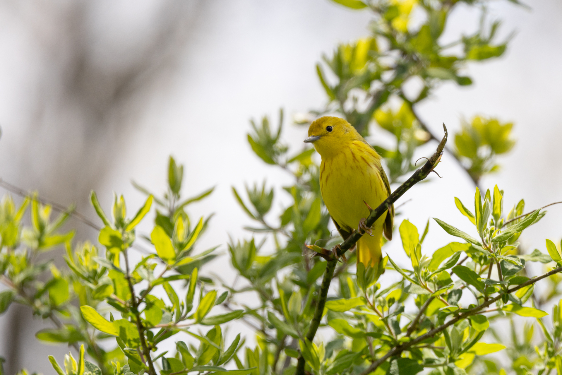 yellow bird in branches