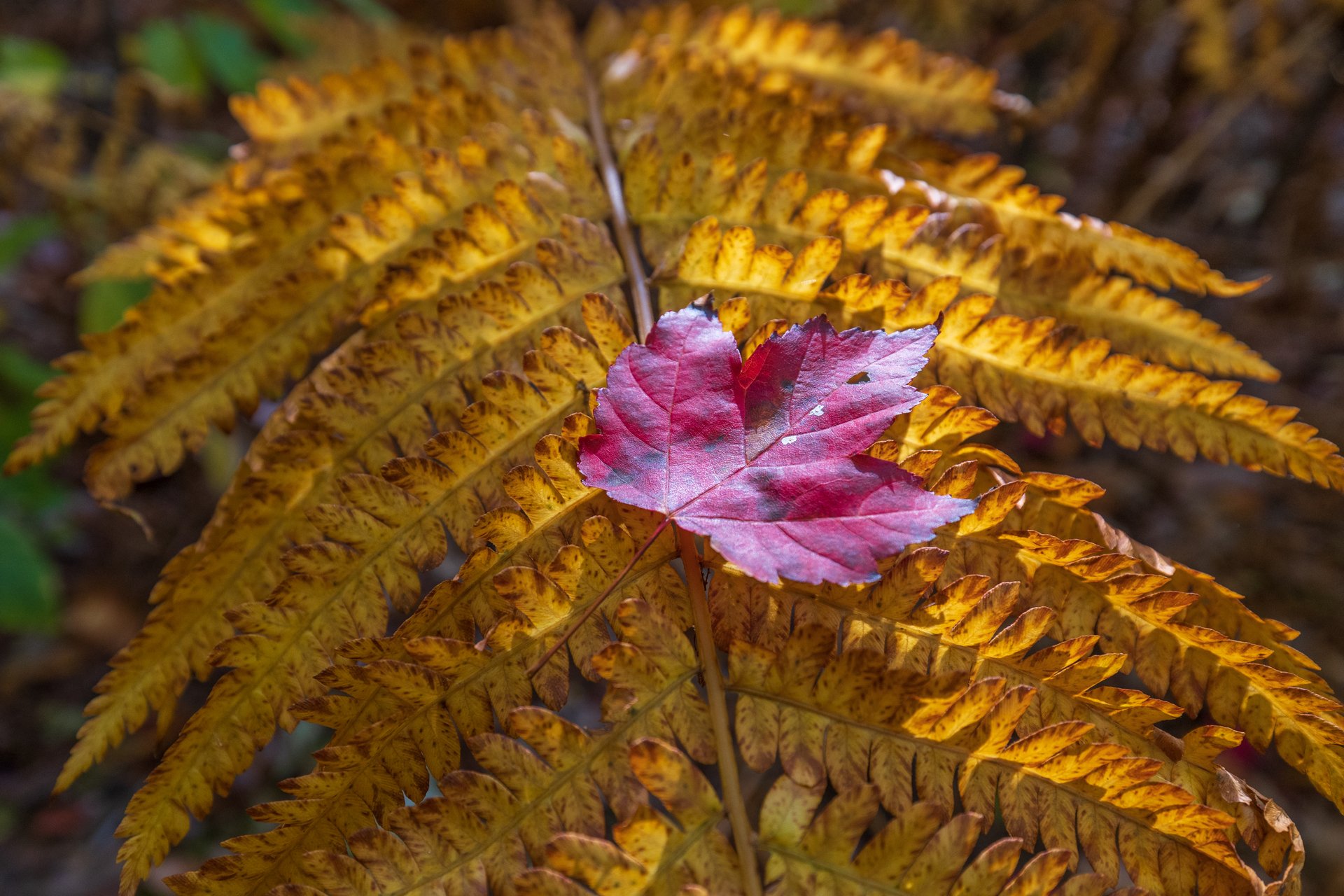 red maple leaf over yellow fern