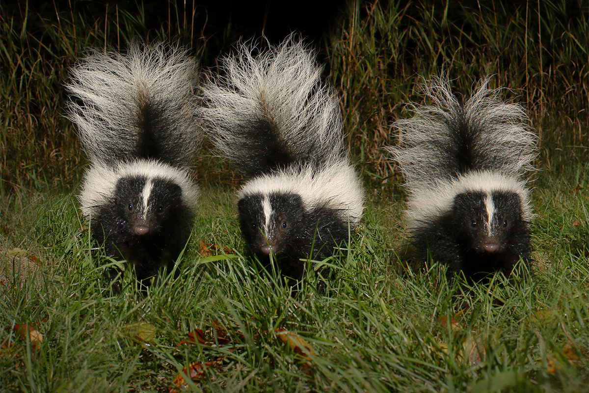 Three skunks standing next to each other facing the camera on grass.