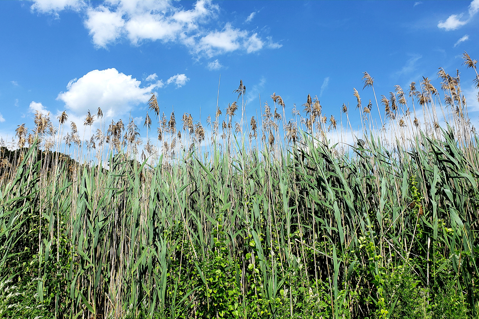 Phragmites copyright Jennifer Berardis