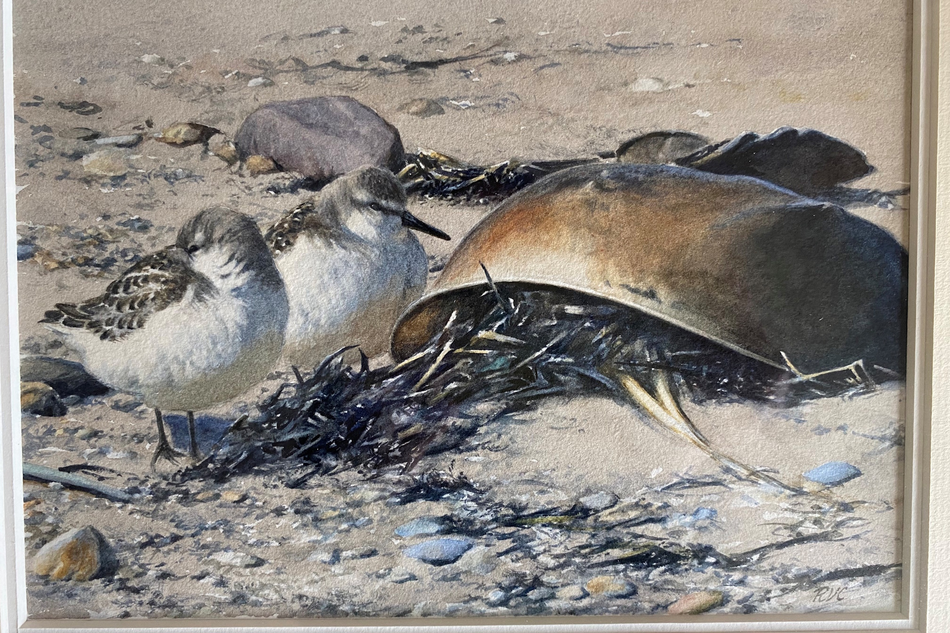 Watercolor of two Semipalmated Sandpipers and a Horseshoe Crab by Robert Verity Clem