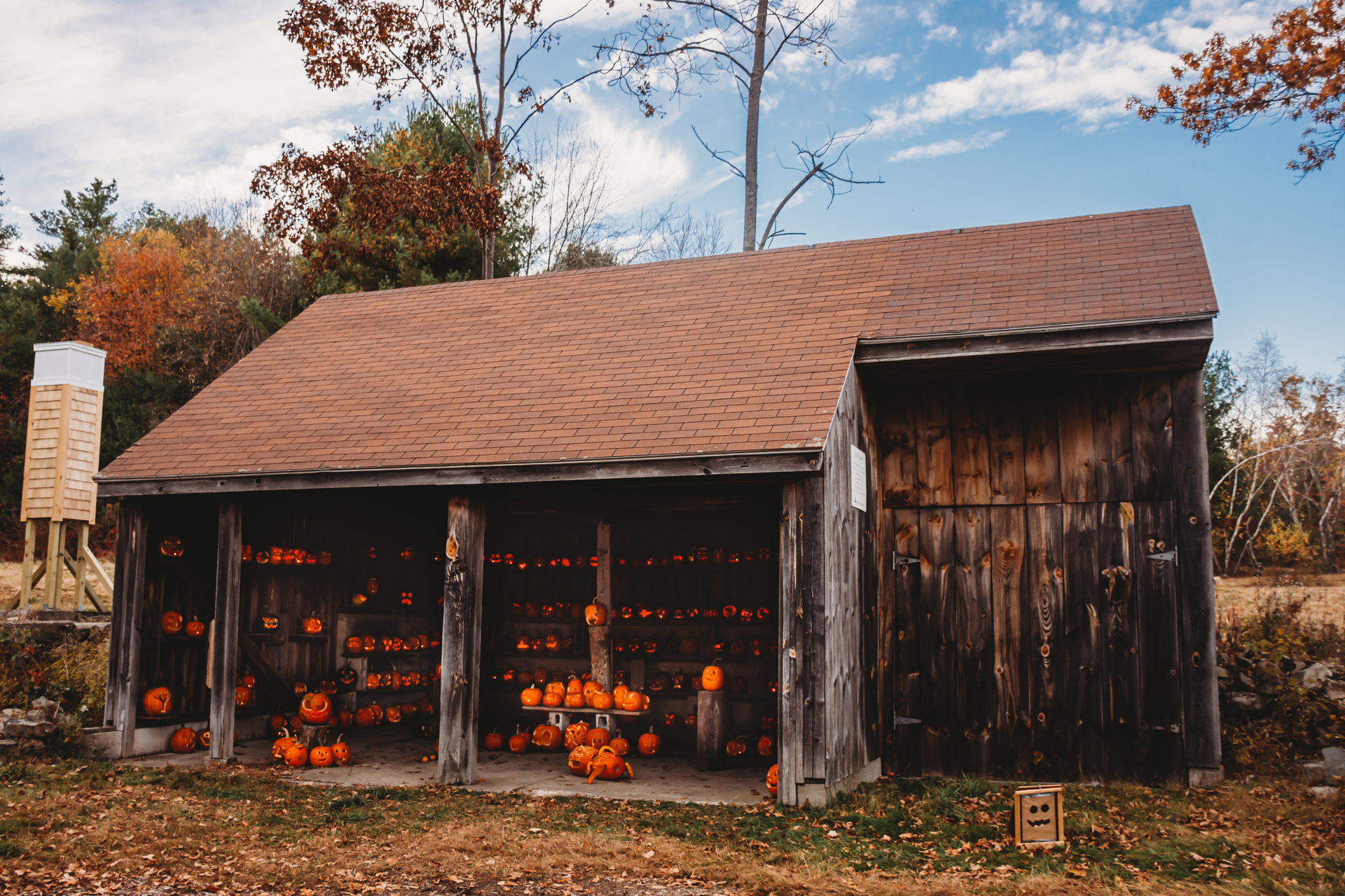 Pumpkins lined up on shelves in a wooden shed