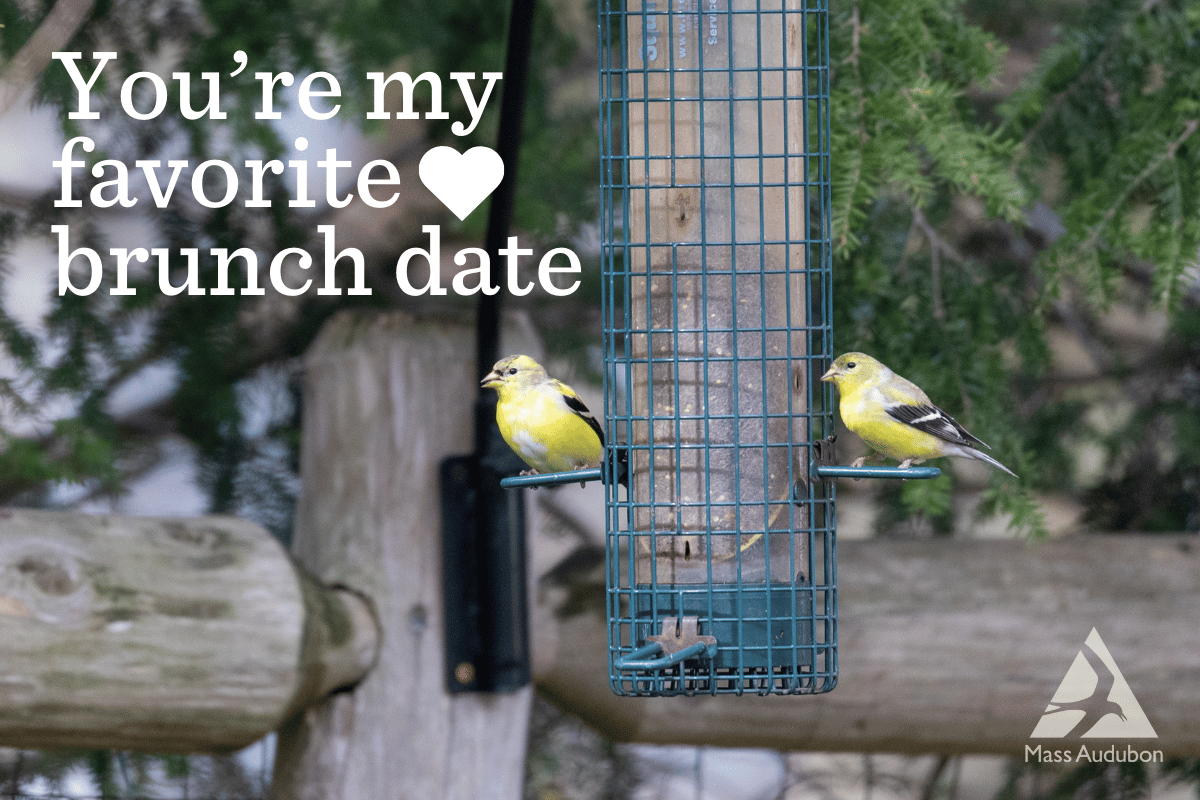 birds at feeder valentine