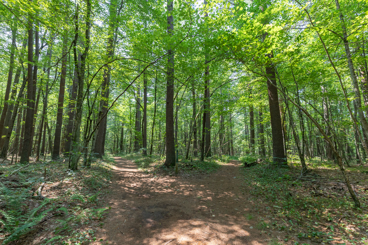 Two dirt paths diverging in a forest. Short green vegetation and dead leaves cover the forest floor.