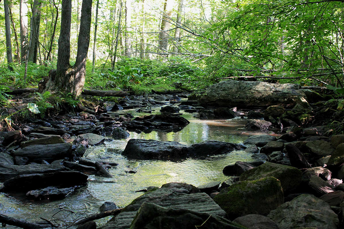 Brook with stones at Broad Meadow Brook