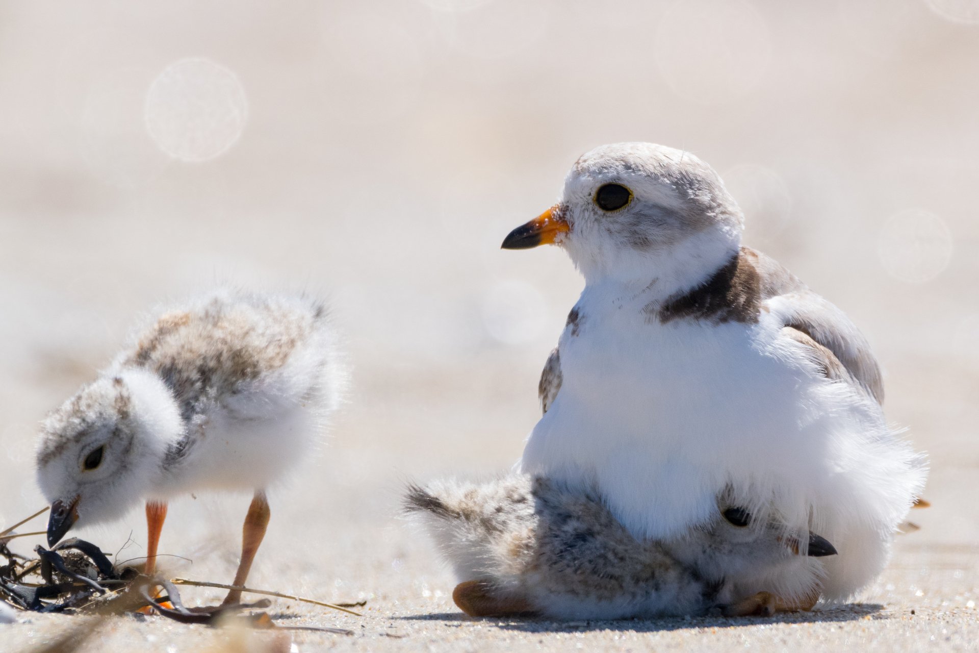 A Piping Plover sits on the the sand, with one chick nestled under her wing and another pecked at a pile of sticks