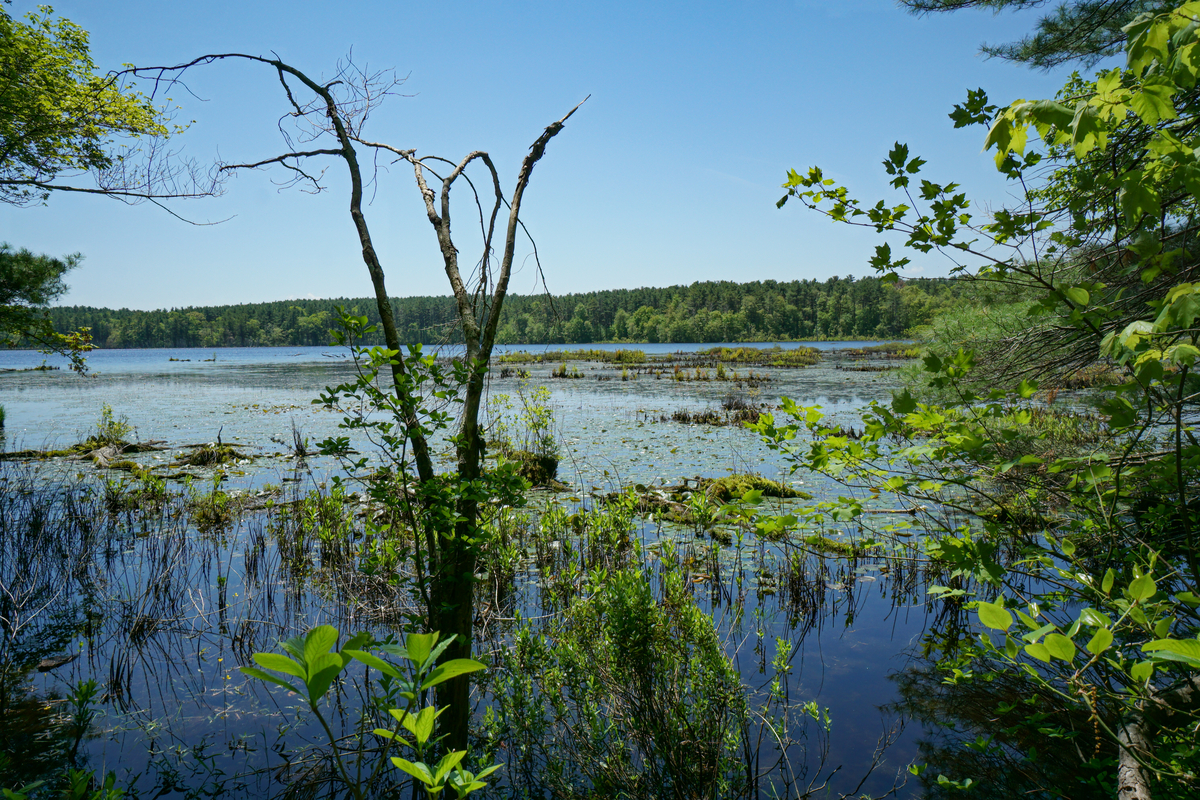 A dead tree standing in a marshy part of a pond. Trees surround the edges of the pond.