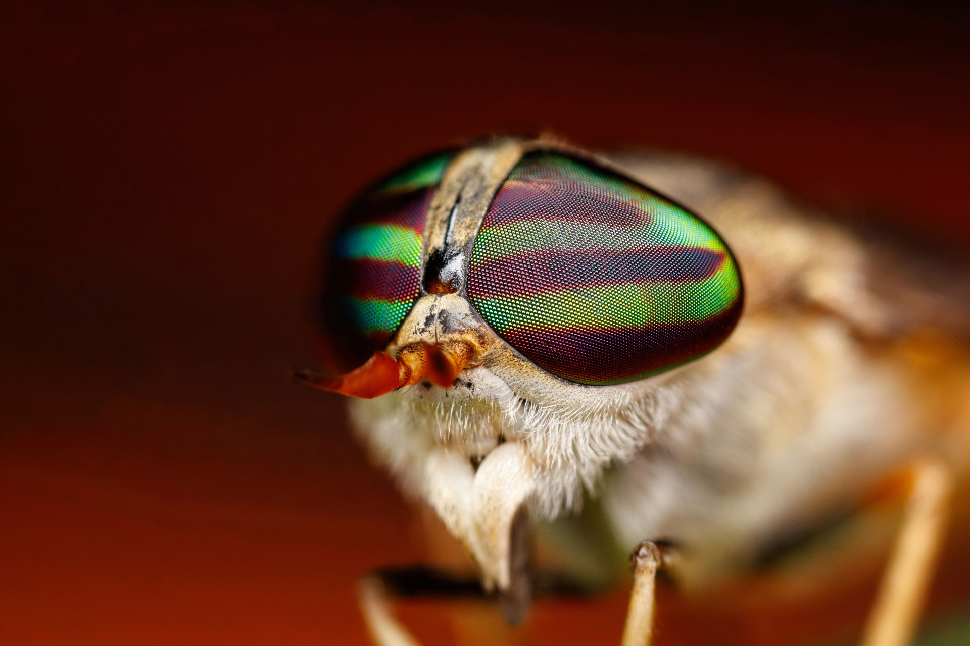 close up of insect eyes