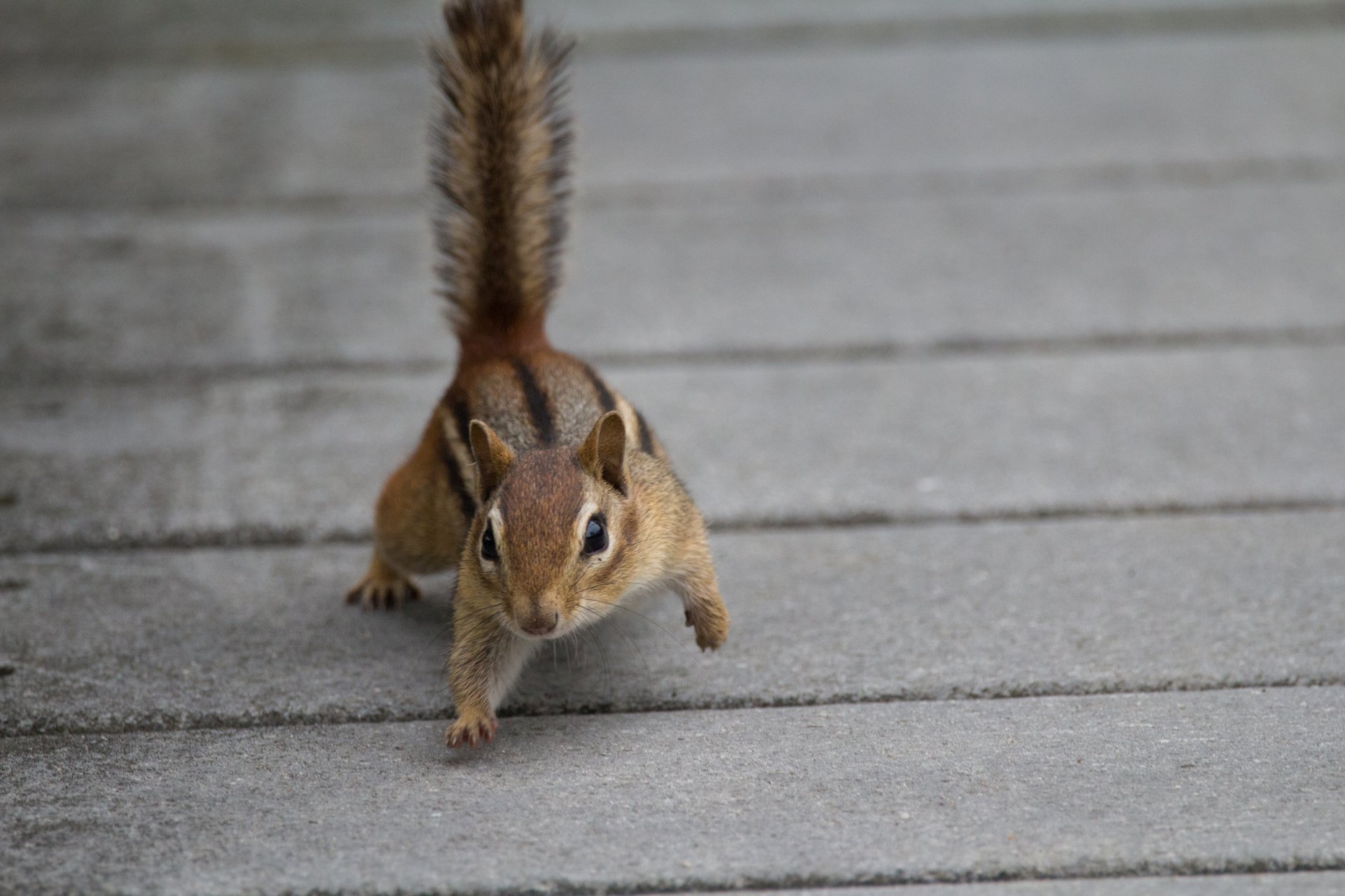 A chipmunk with its tail up running down a boardwalk.