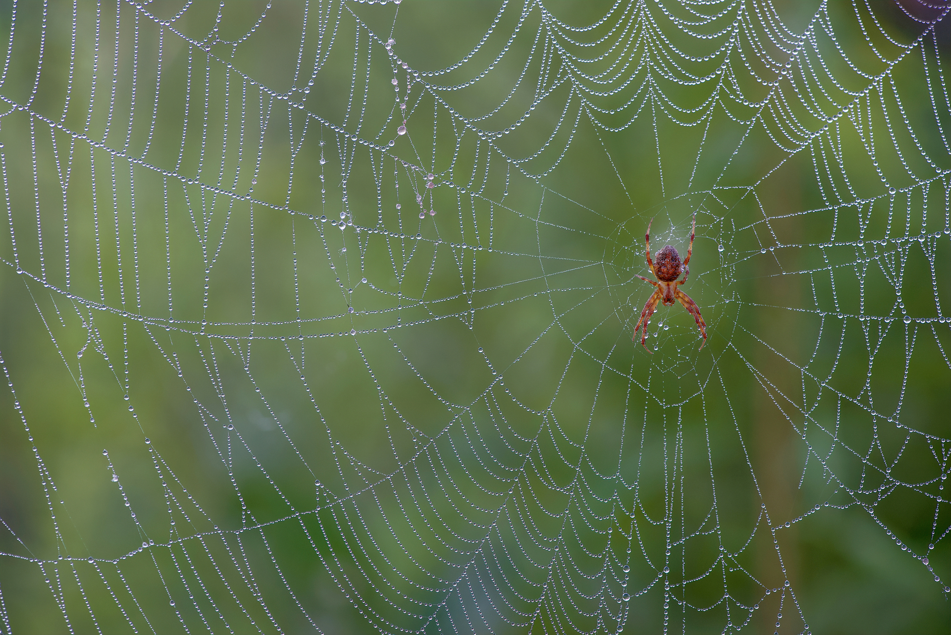 Spider in web