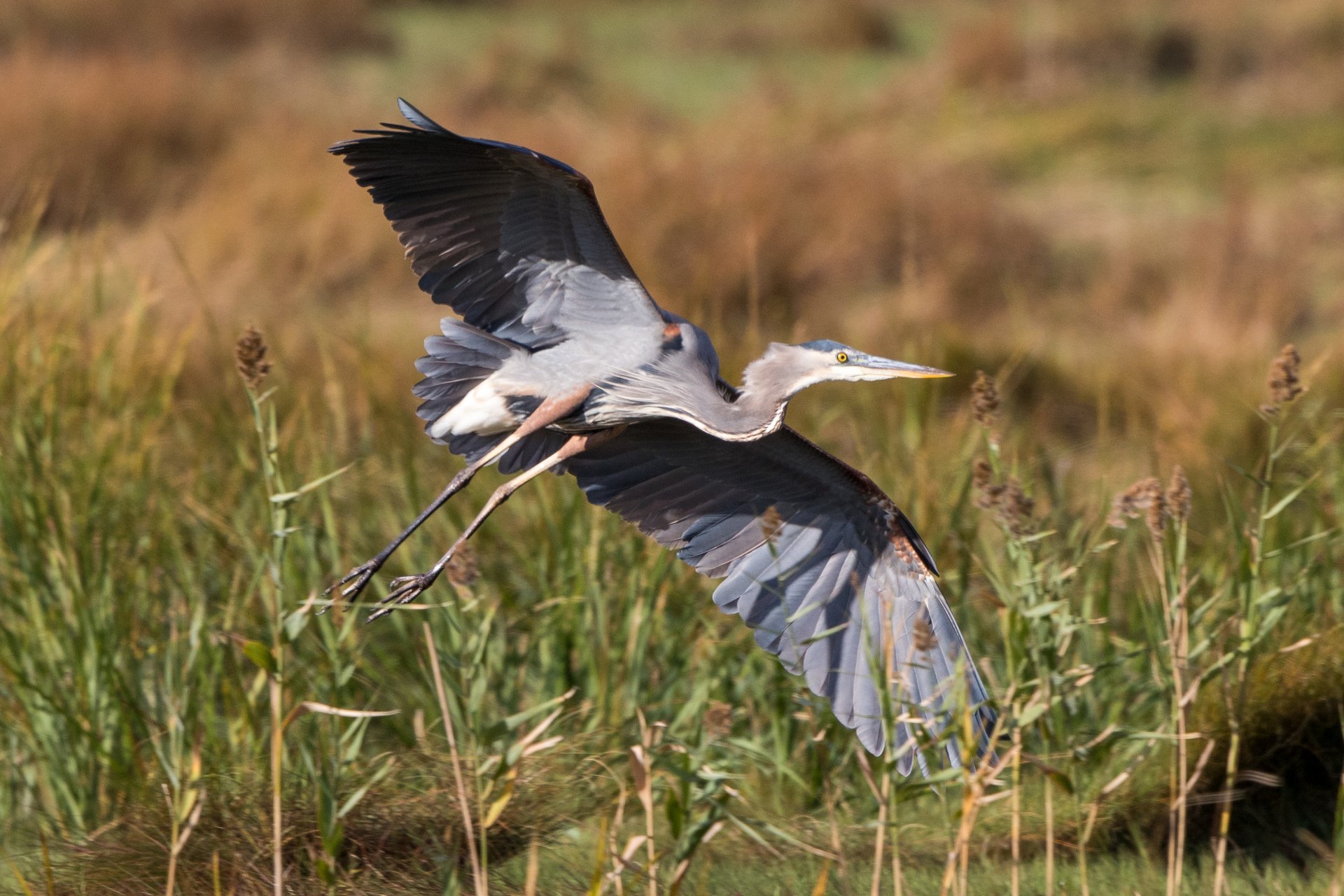 Great Blue Heron flying over tall grass with wings extended.