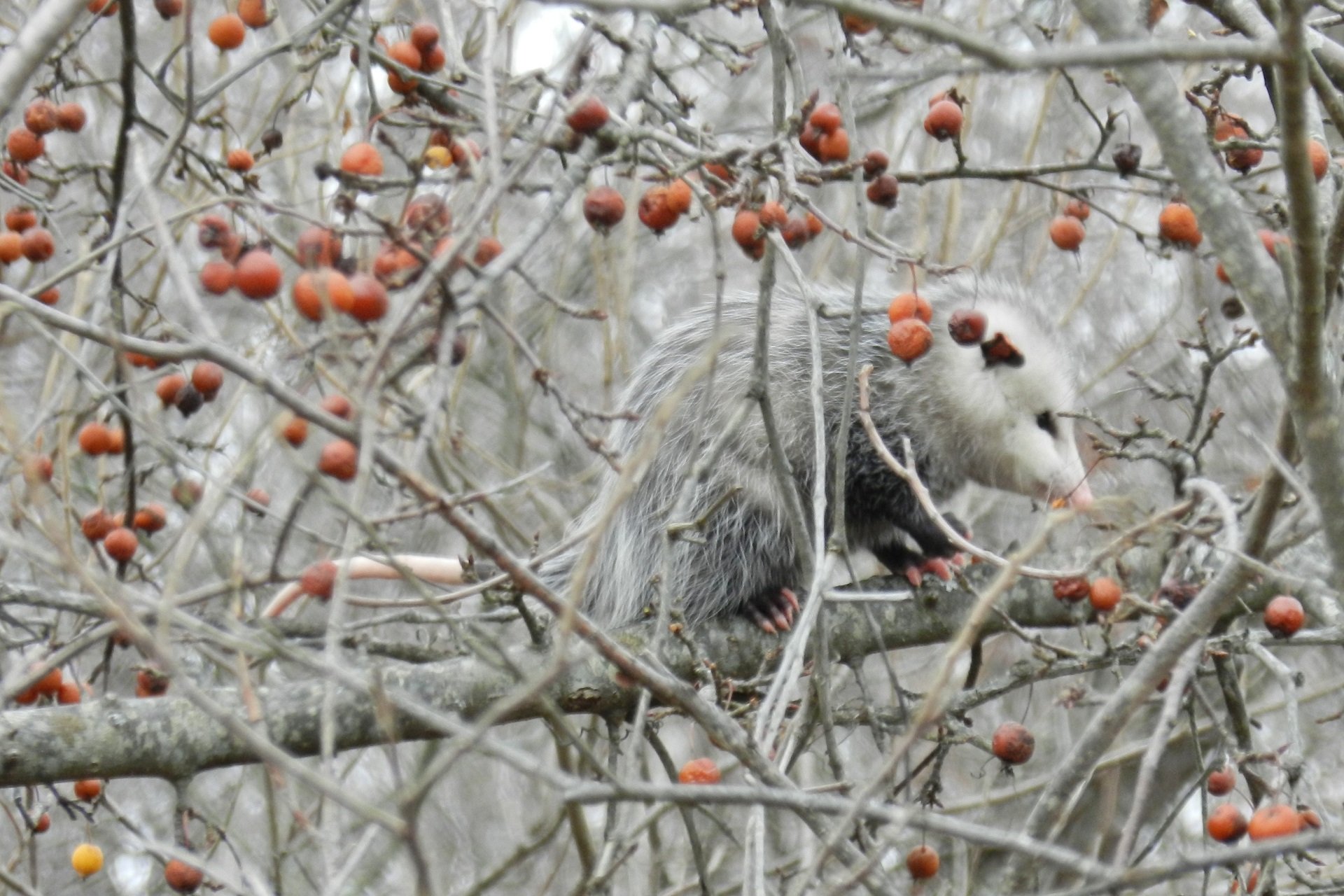 An opossum sits on a tree branch amid red fruits in the middle of winter.