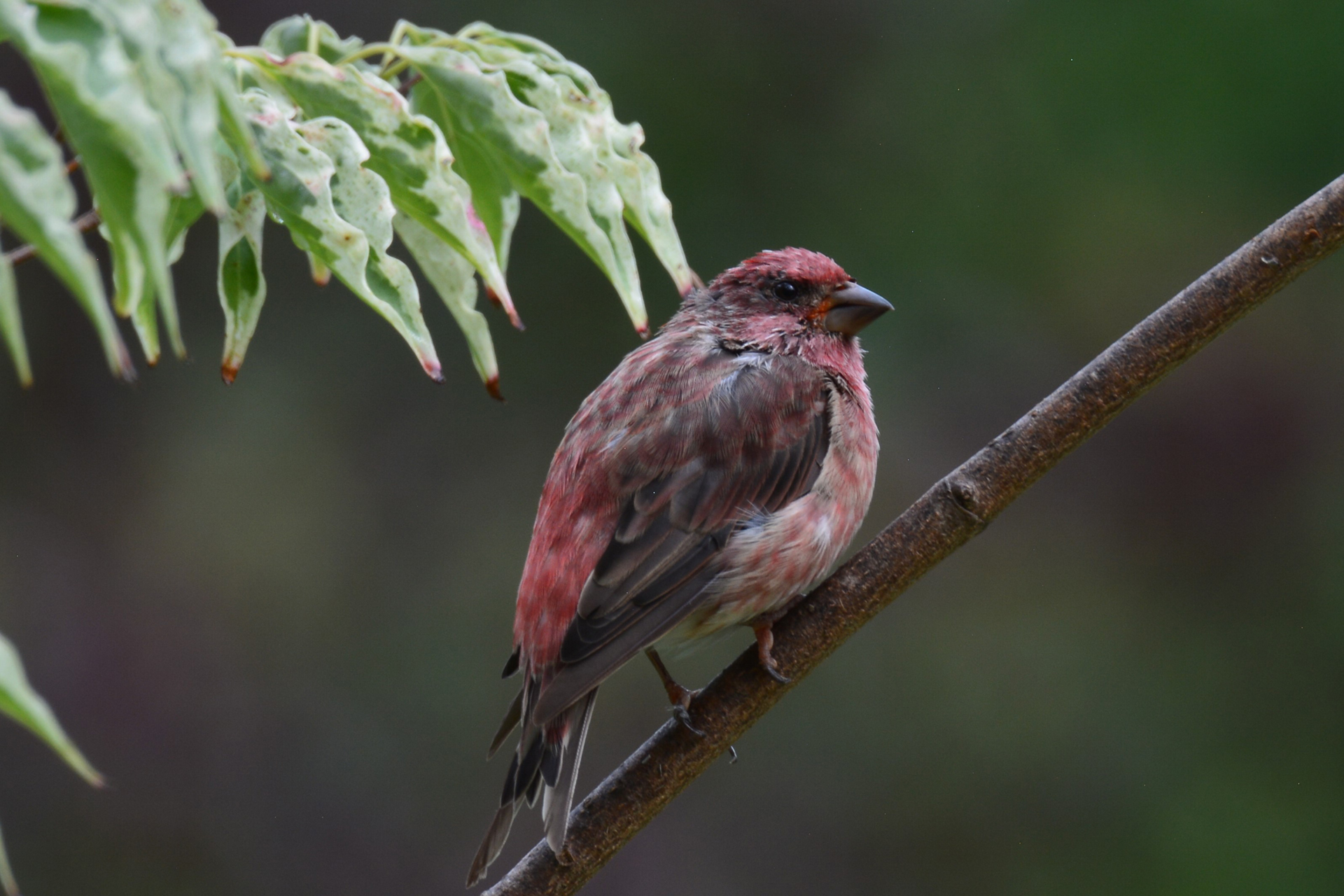 Purple Finch perched on a branch