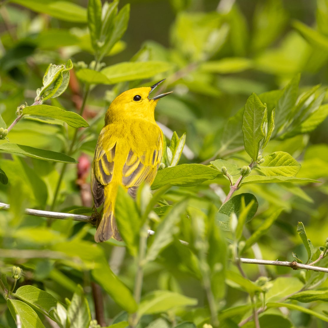 Yellow Warbler on a branch