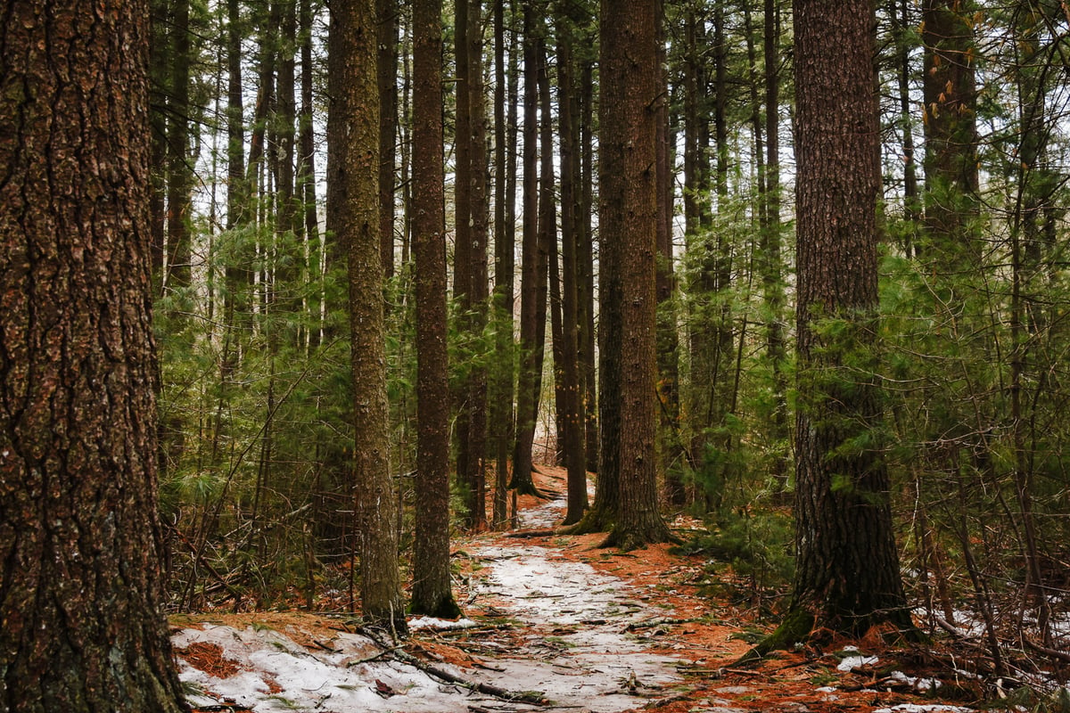 A trail covered in light snow with an orange ground peaking through. Tall tree trunks line the trail.