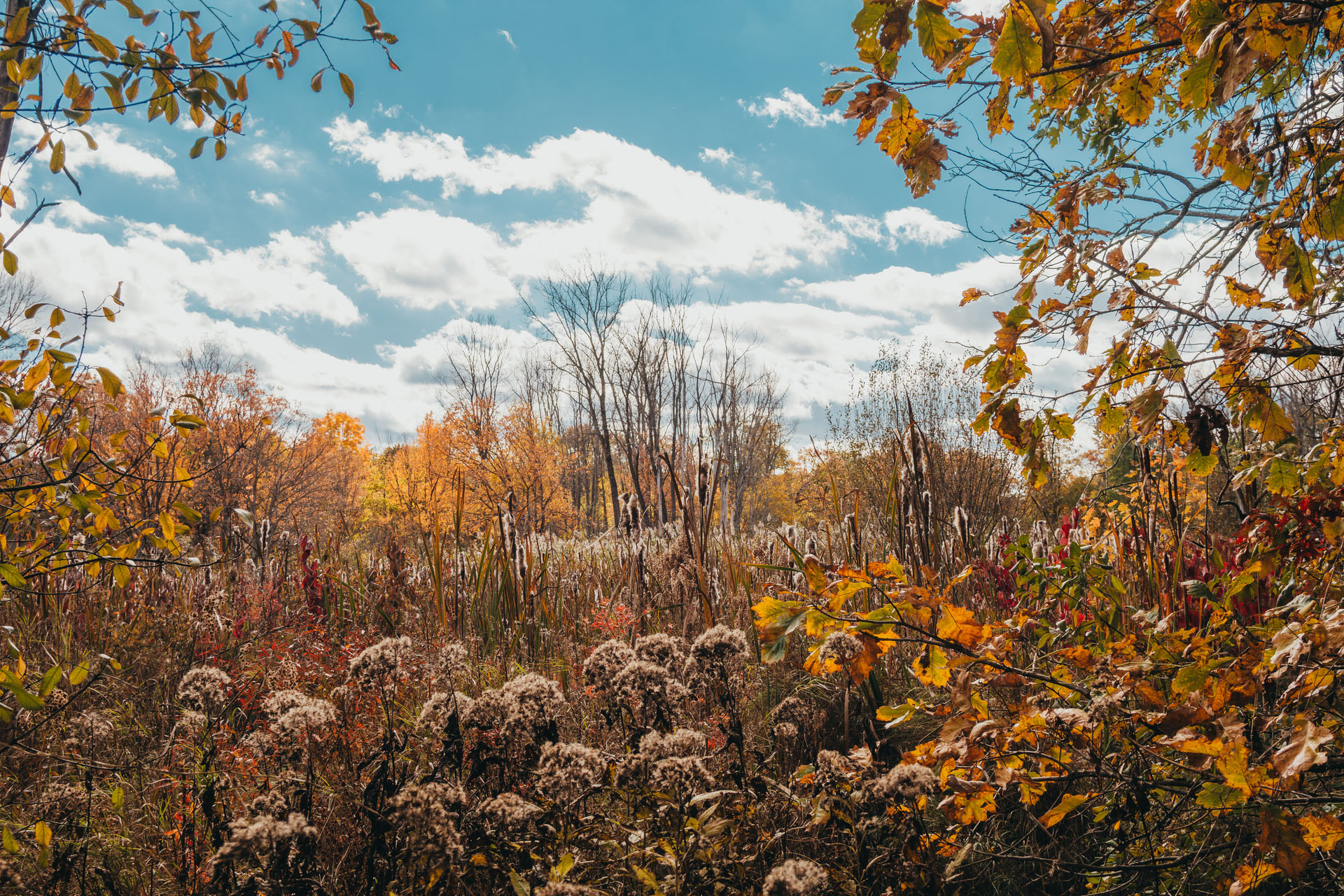 Fall foliage at BNC