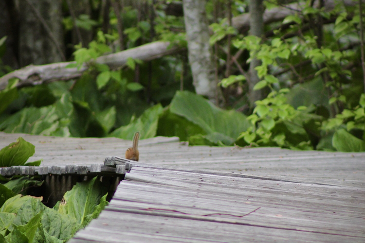 The tail of a chipmunk standing straight up on an uneven boardwalk. Large green leaves on both sides of the boardwalk.