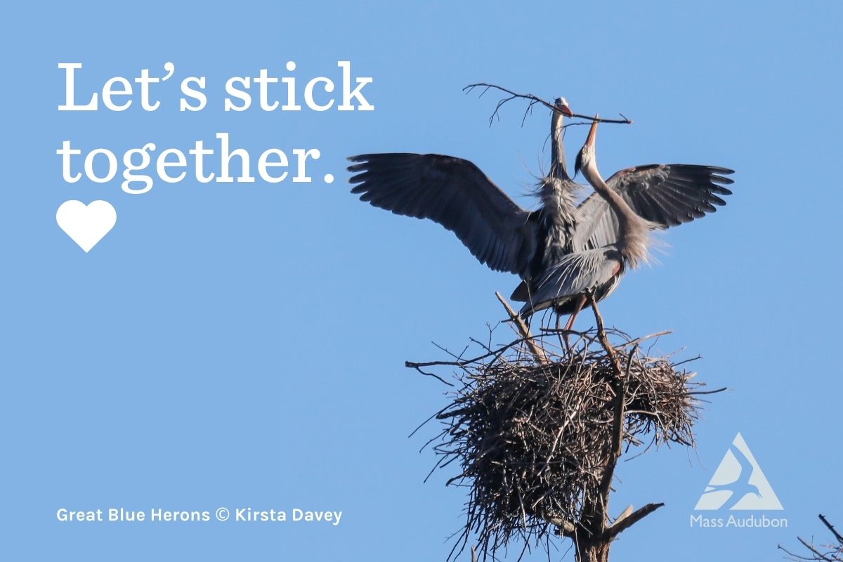 Heron Nest Valentine