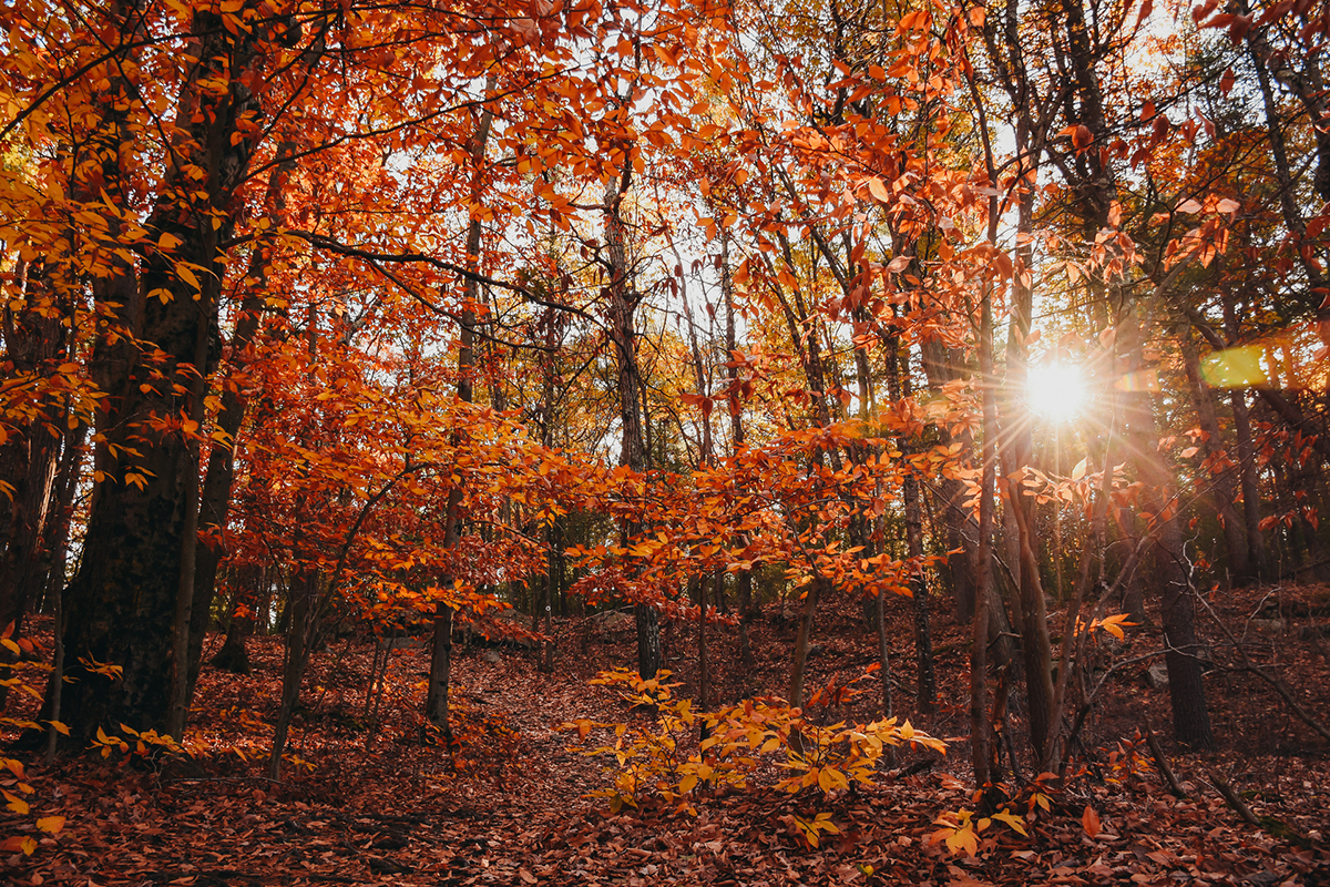 Sunlight filters through an orange forest to with fall foliage on the forest floor.