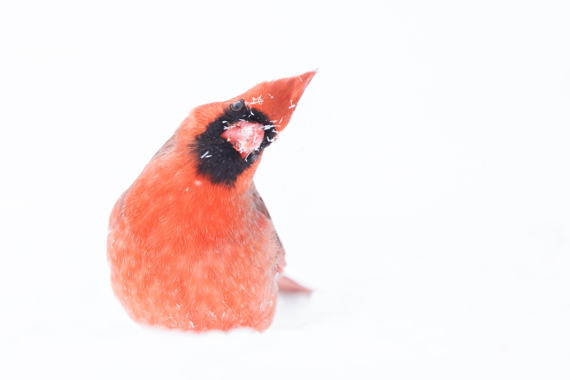 cardinal in snow