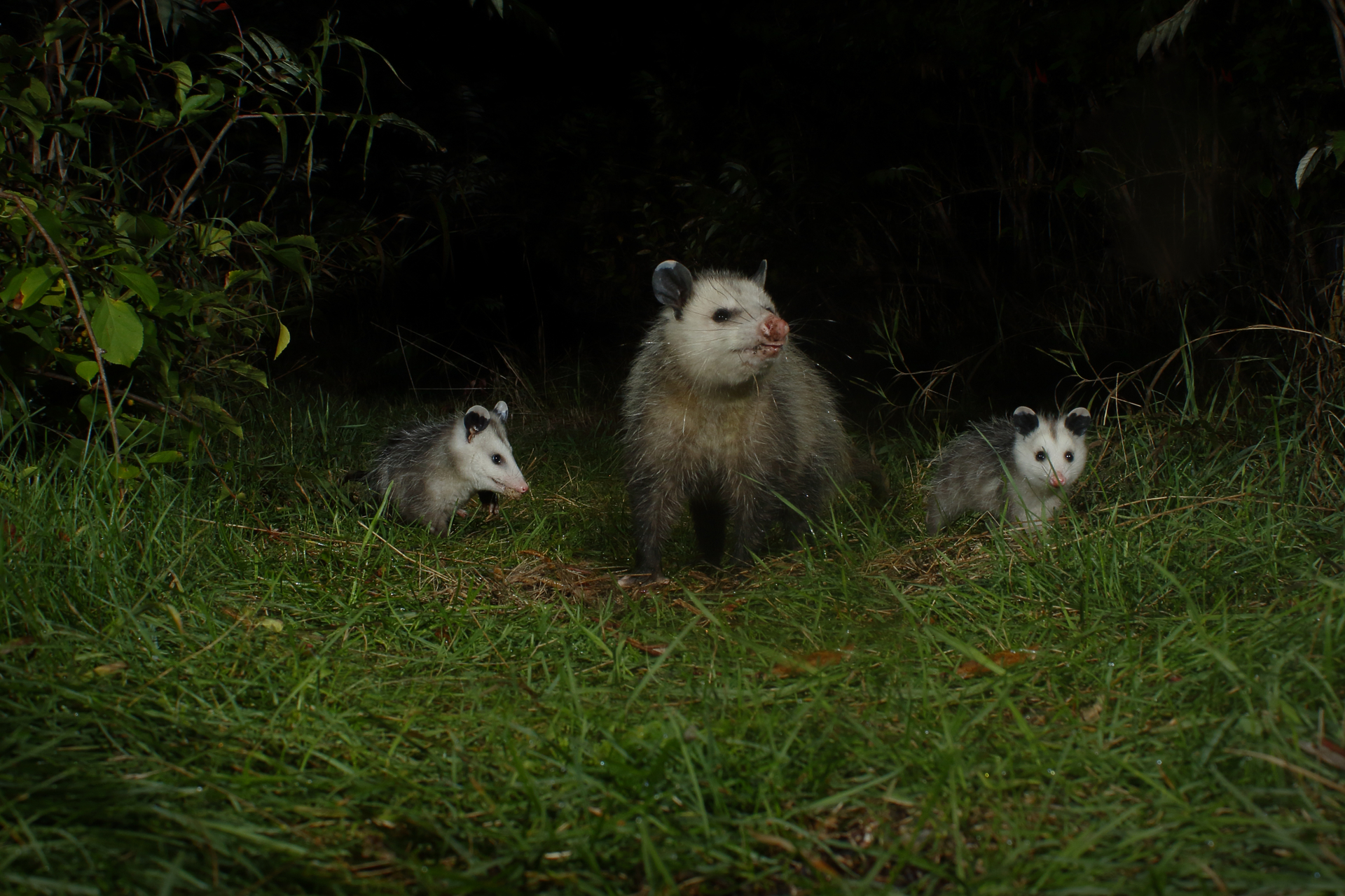 Three opossums, one larger one in the middle and two smaller ones on the side, walking in the grass at night.