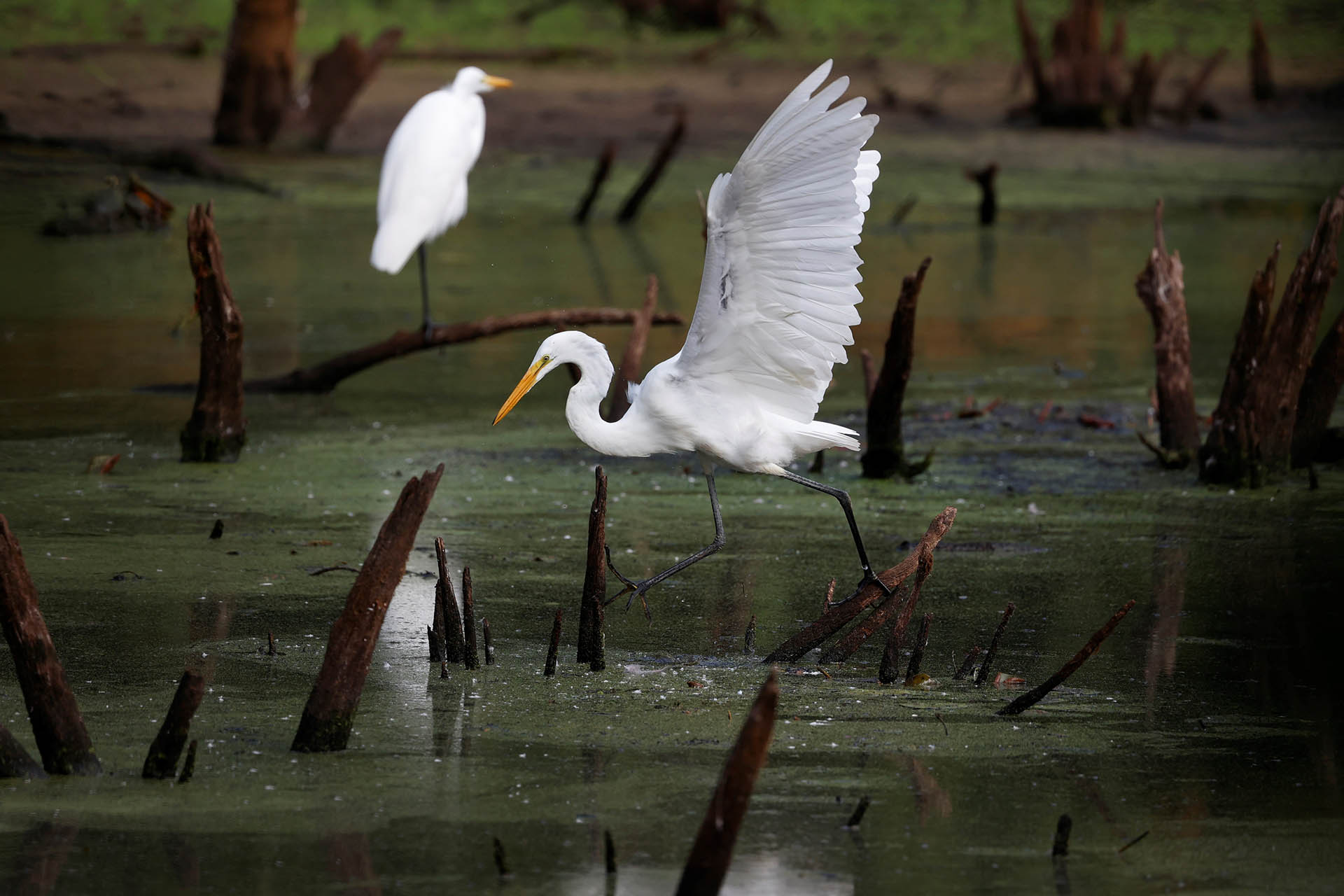 A Great Egret balancing on a log jetting out of marshy waters, its wings in the air. One foot slips off another log.