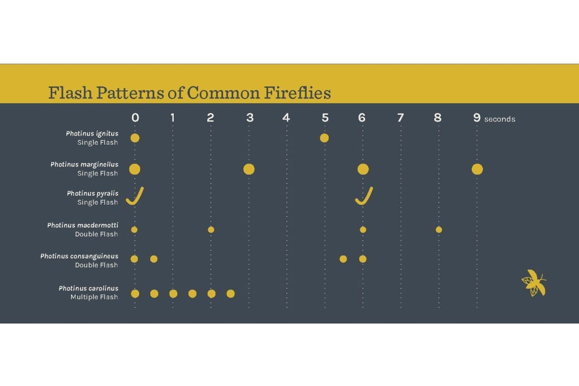 graph of flash patterns of common fireflies