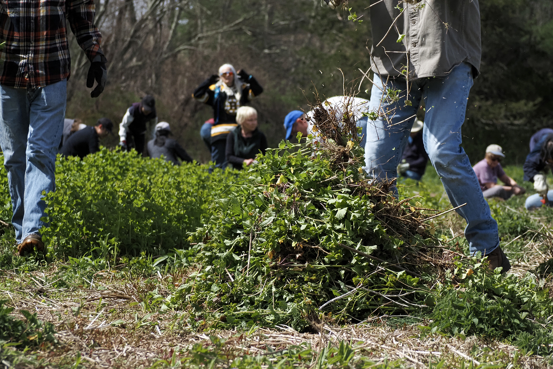 Volunteer adding cut branches to a pile of debris
