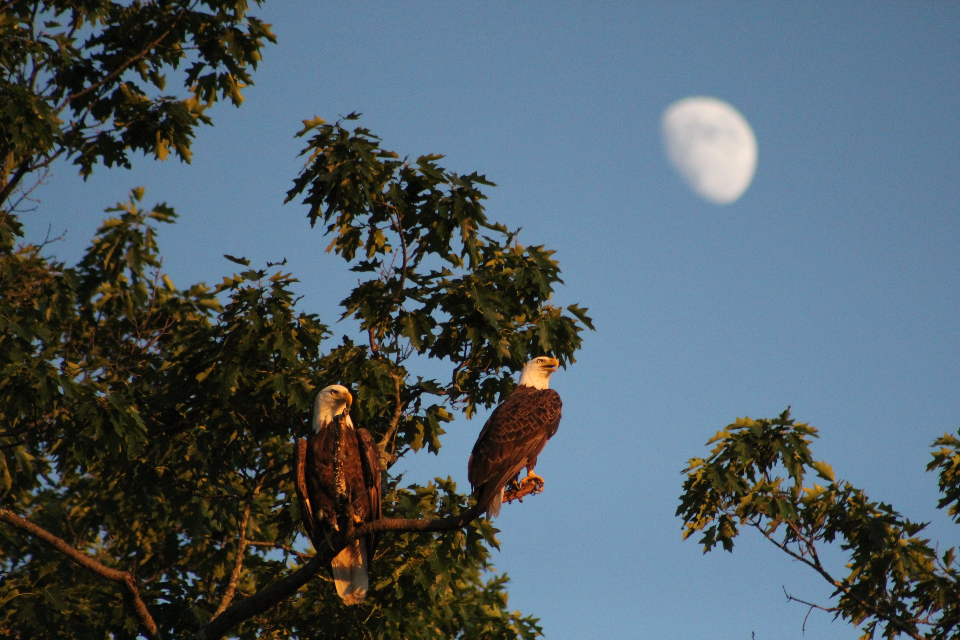 Two Bald Eagles perched in a tree. The moon is illuminated behind them.