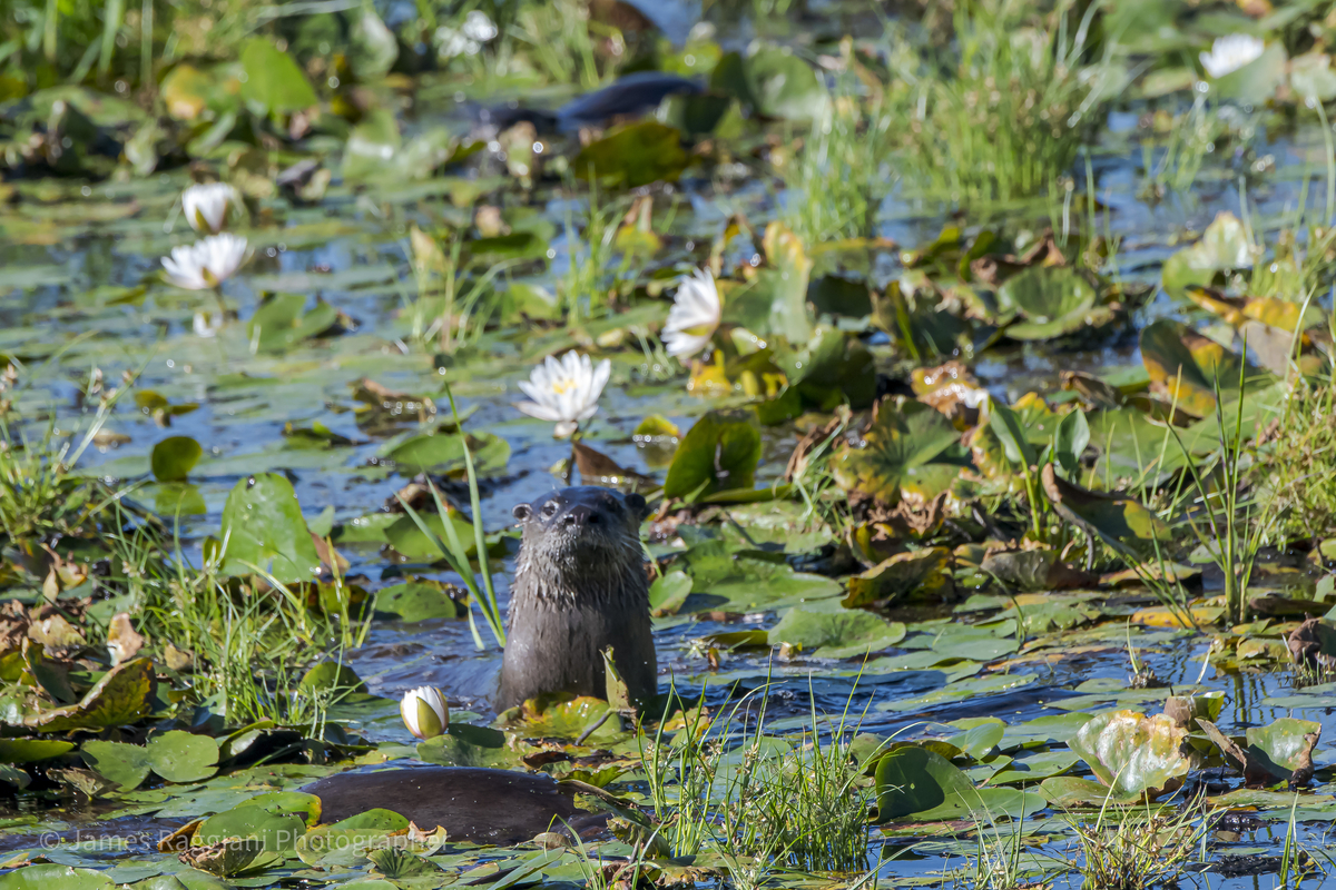 River otter poking out of the water at Stony Brook