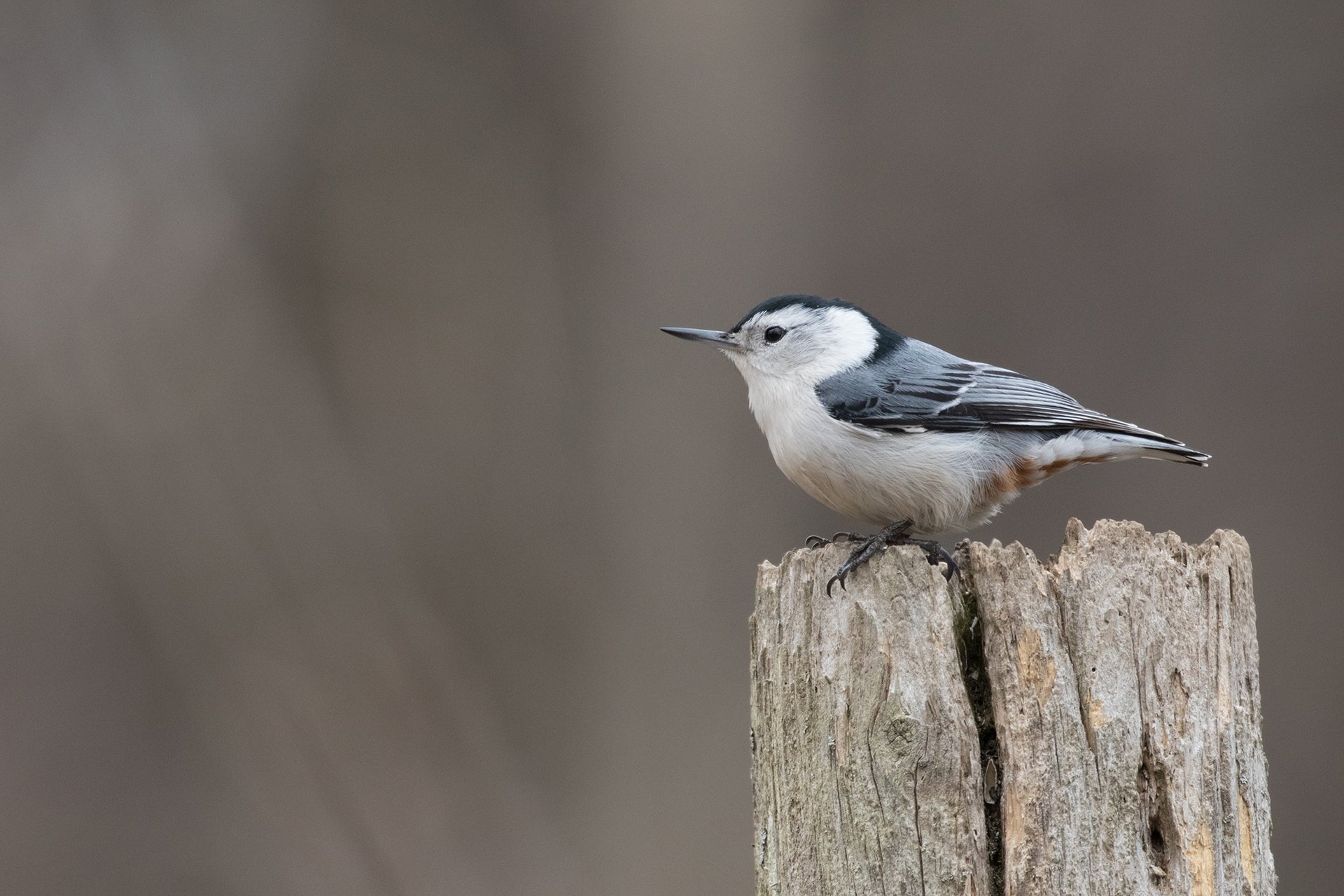 White-breasted Nuthatch sitting on a tree stump