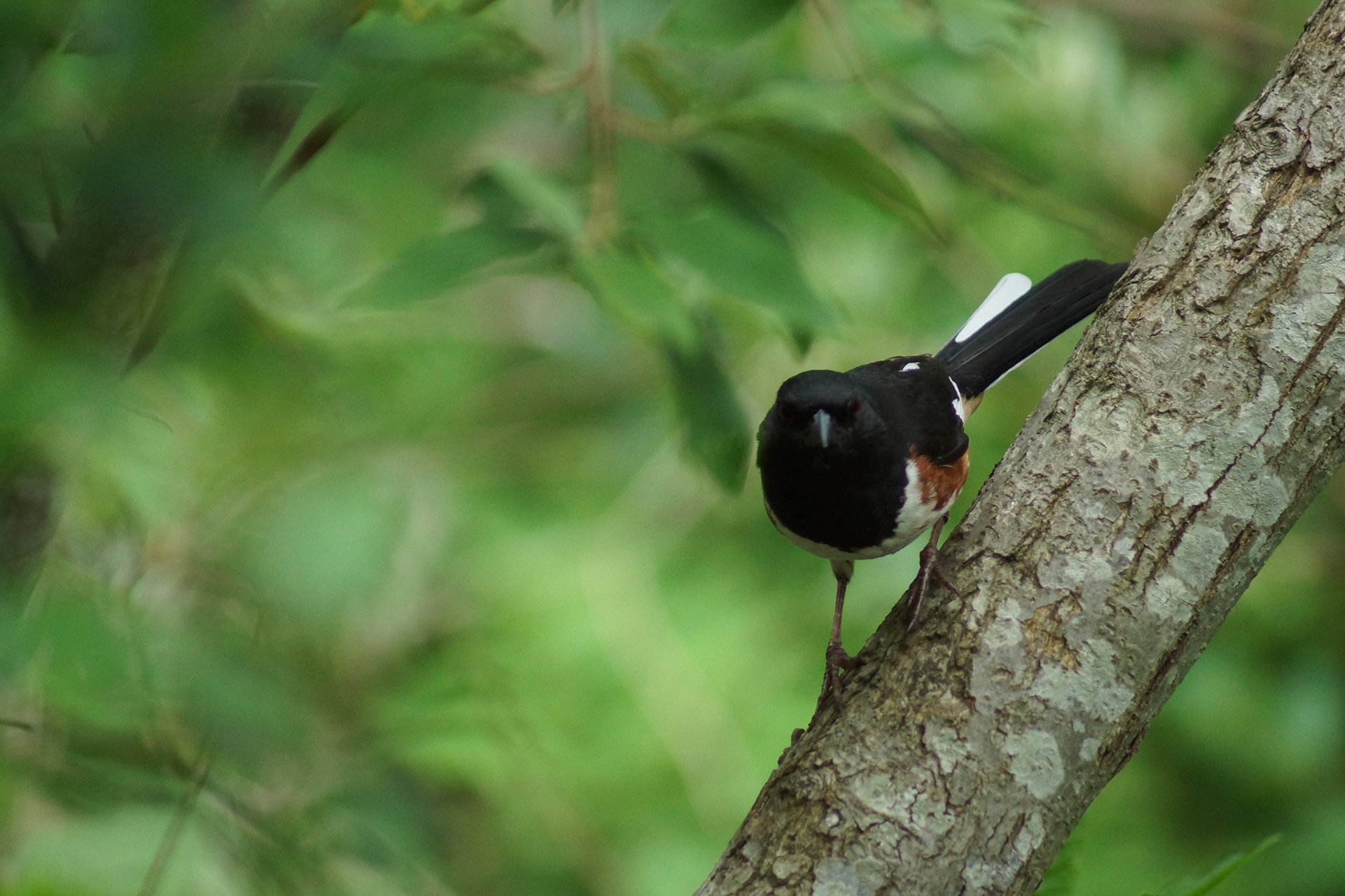 Eastern Towhee on a branch