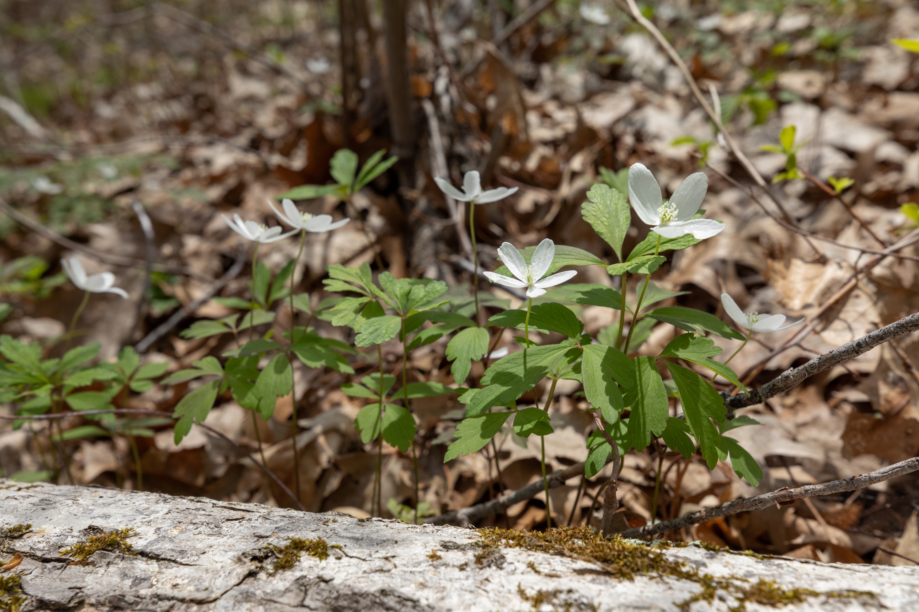 Wood Anemone