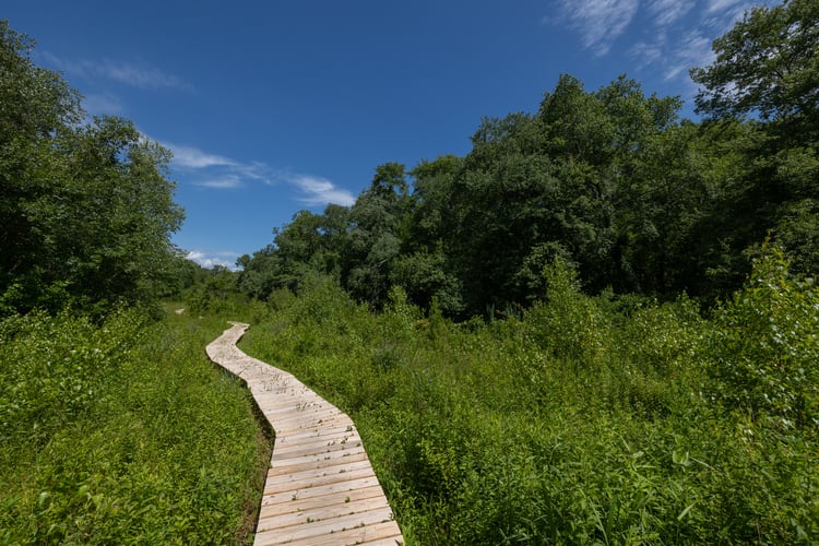 A wooden boardwalk cuts through green vegetation and trees.