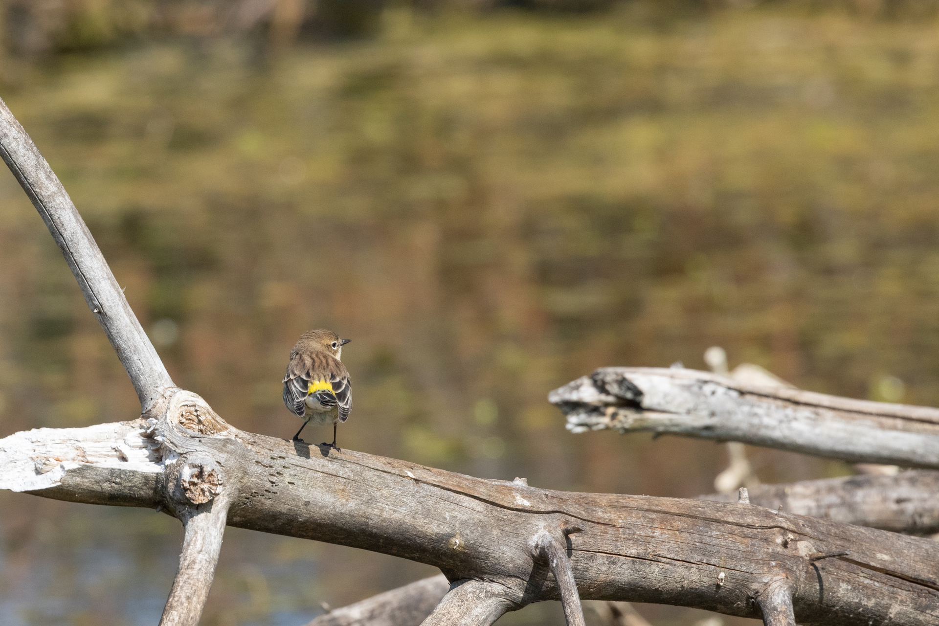 Brown bird with a yellow rump standing on a stick, back facing the camera.