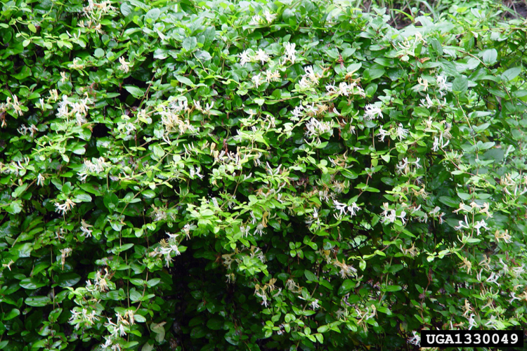 Japanese Honeysuckle